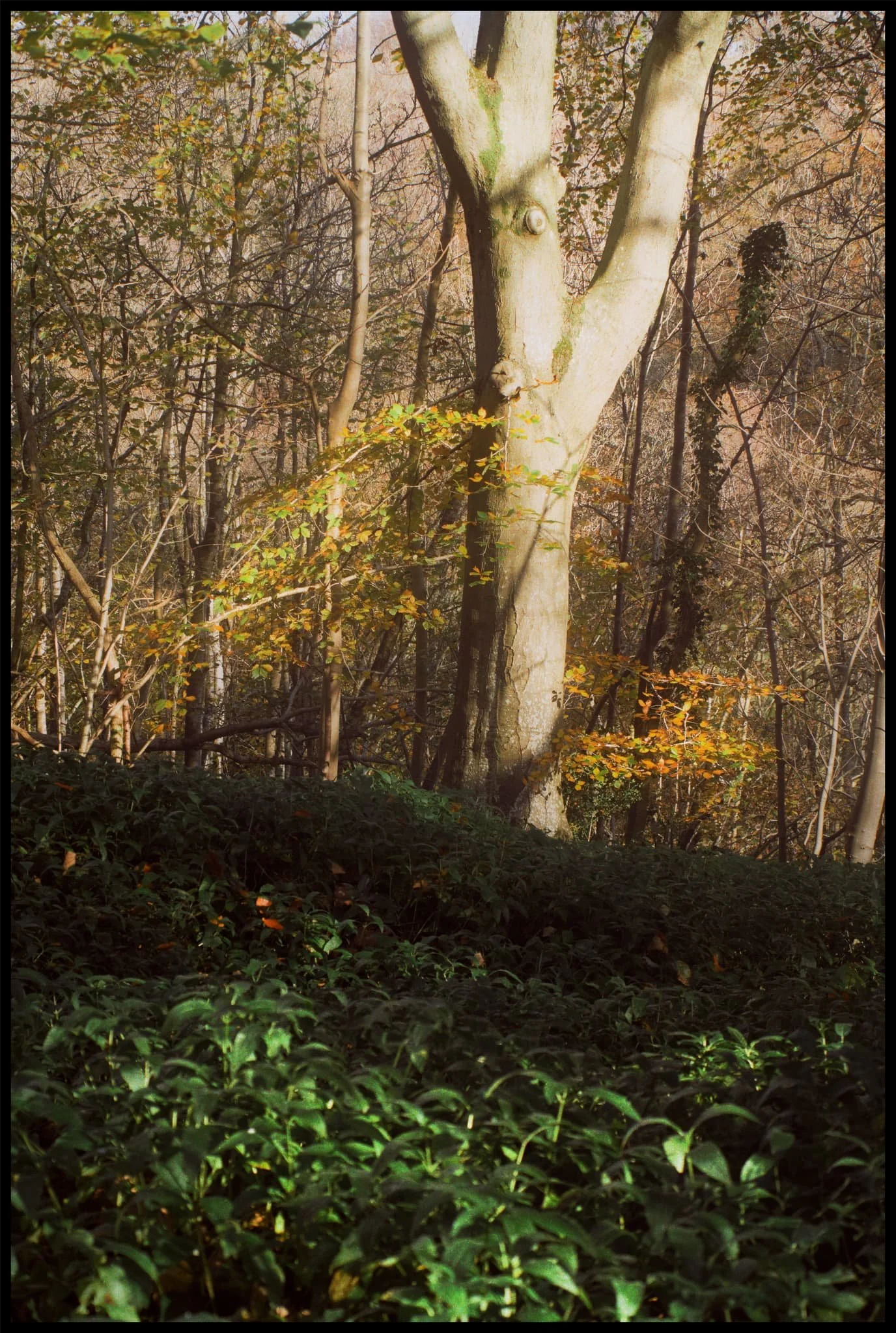 Eggerslack Wood reminds me a lot of  Serpentine Wood  in Kendal, and it&rsquo;s not surprising. Both are woodland growing from a limestone landscape, with a similar biome.  
