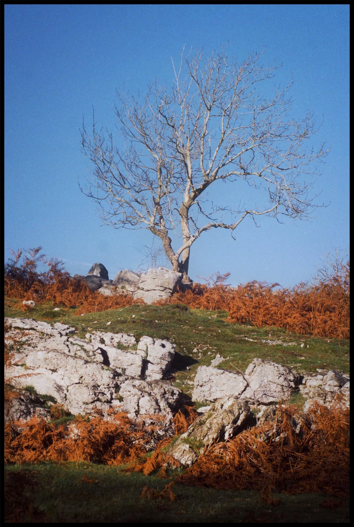  A solitary tree rises high from the limestone landscape. 