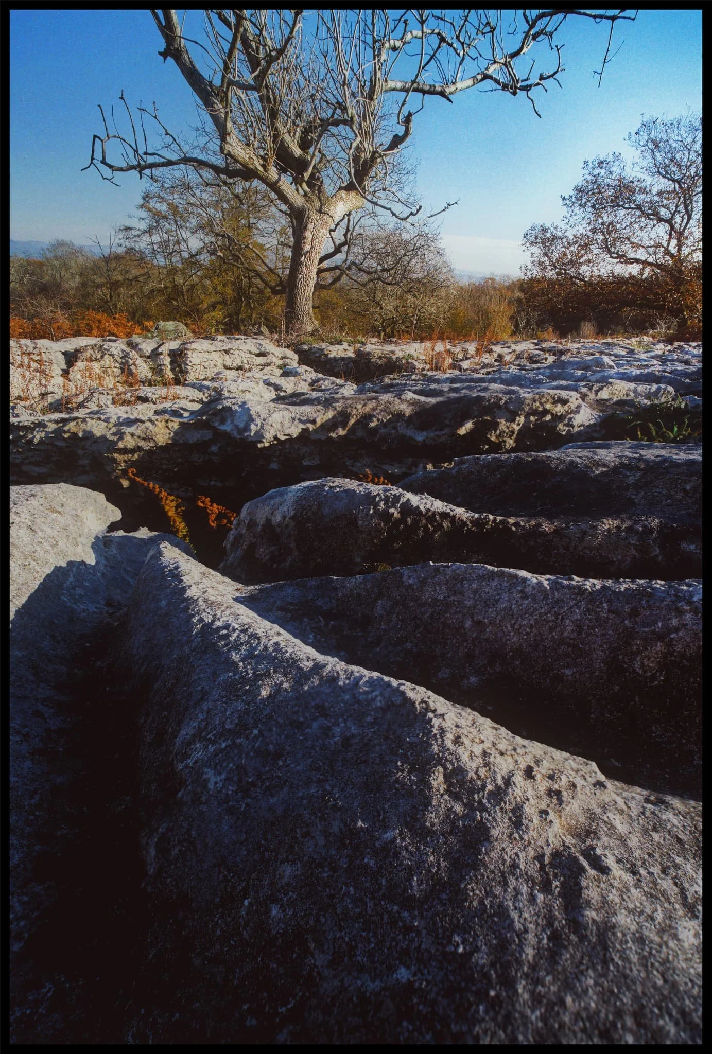  A got incredibly low and close to the limestone pavement in order to record the lines and light towards the tree. The final photo was made up of four f8 shots at different focal lengths, focus stacked together for sharpness throughout the frame. 
