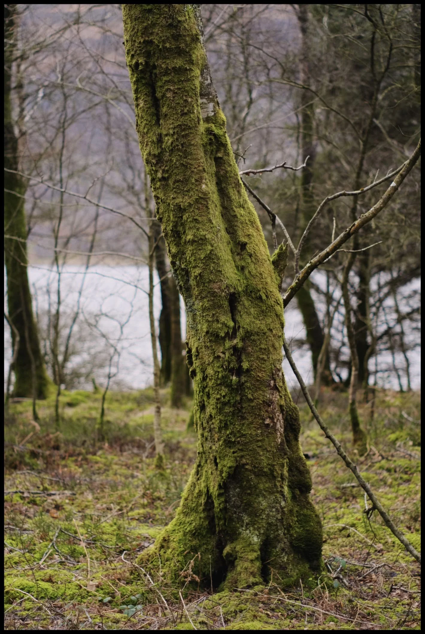  Lots of trees near the lake shore are covered in thick carpets of moss. Beautifully eldritch. 