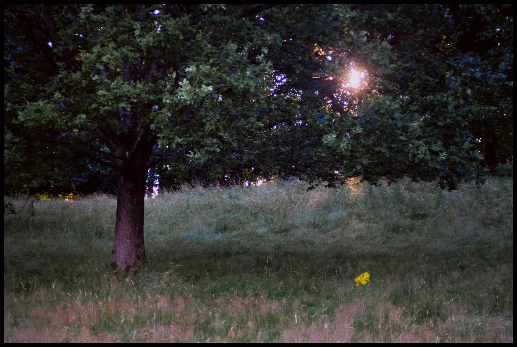  I enjoyed finding and making this simple composition. Flowers, tree, and sun. 