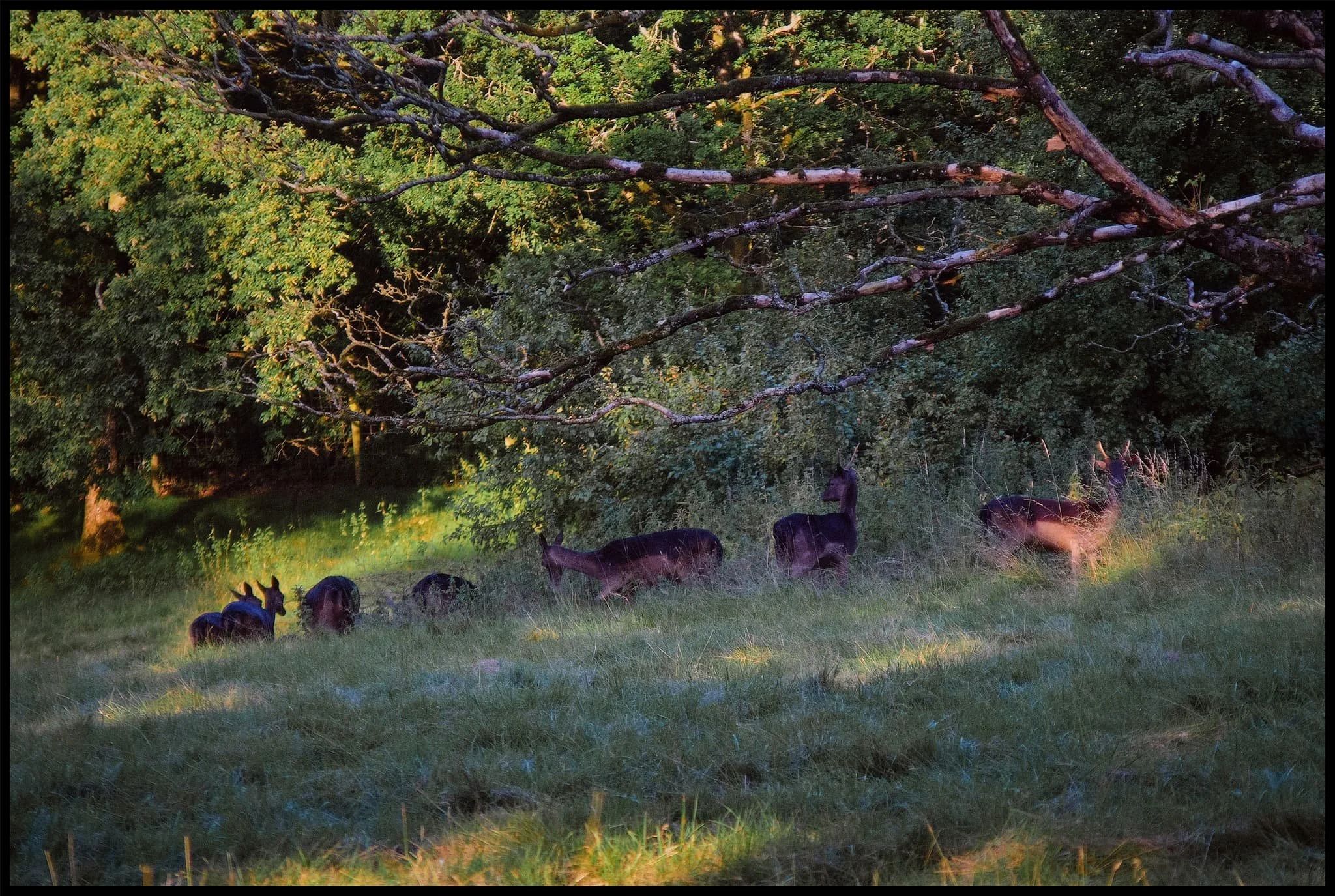  One of many of the black fallow deer that call the Deer Park their home. We spotted some young fawns as well. Very skittish creatures. 