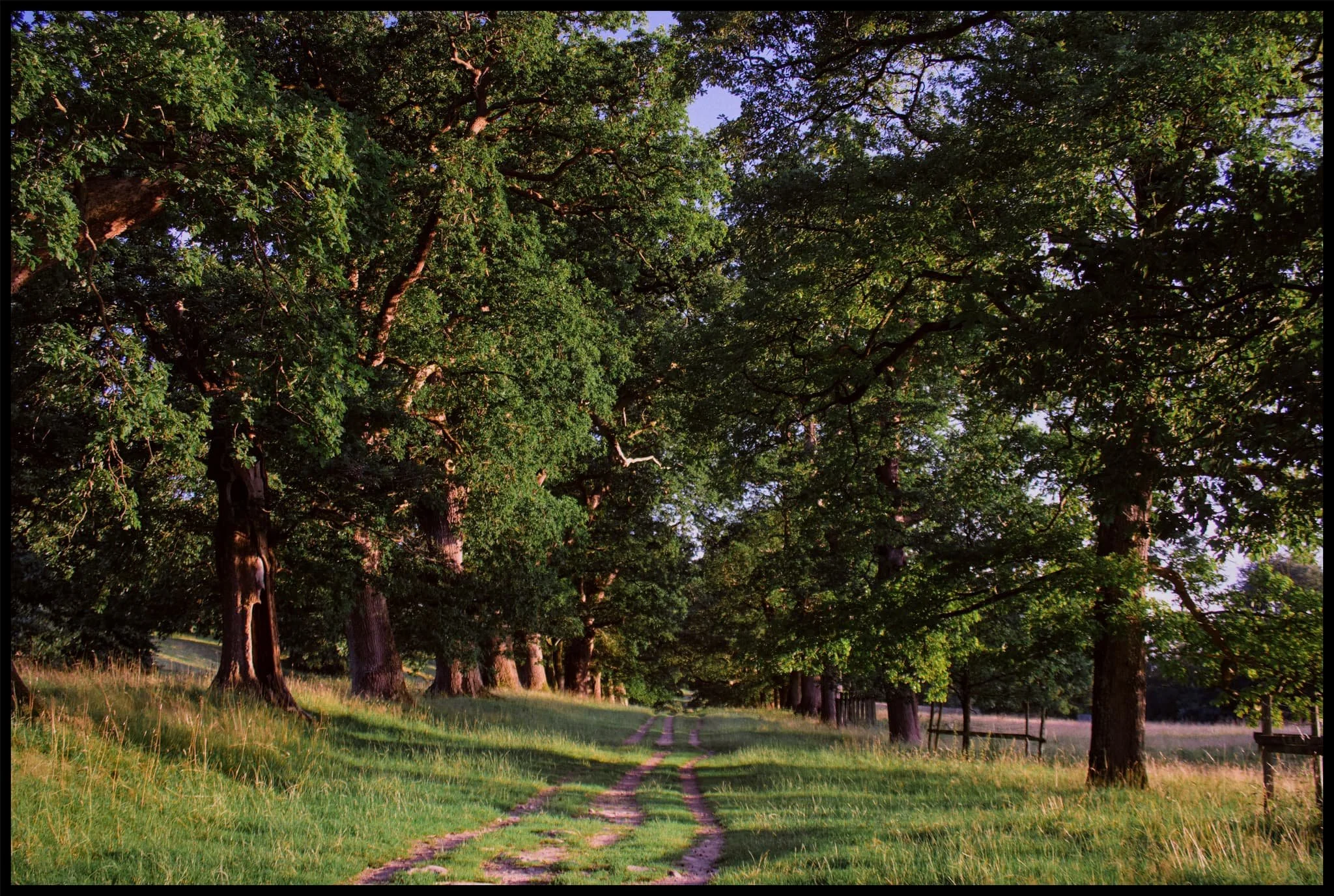  Oak Avenue in gorgeous evening light. 