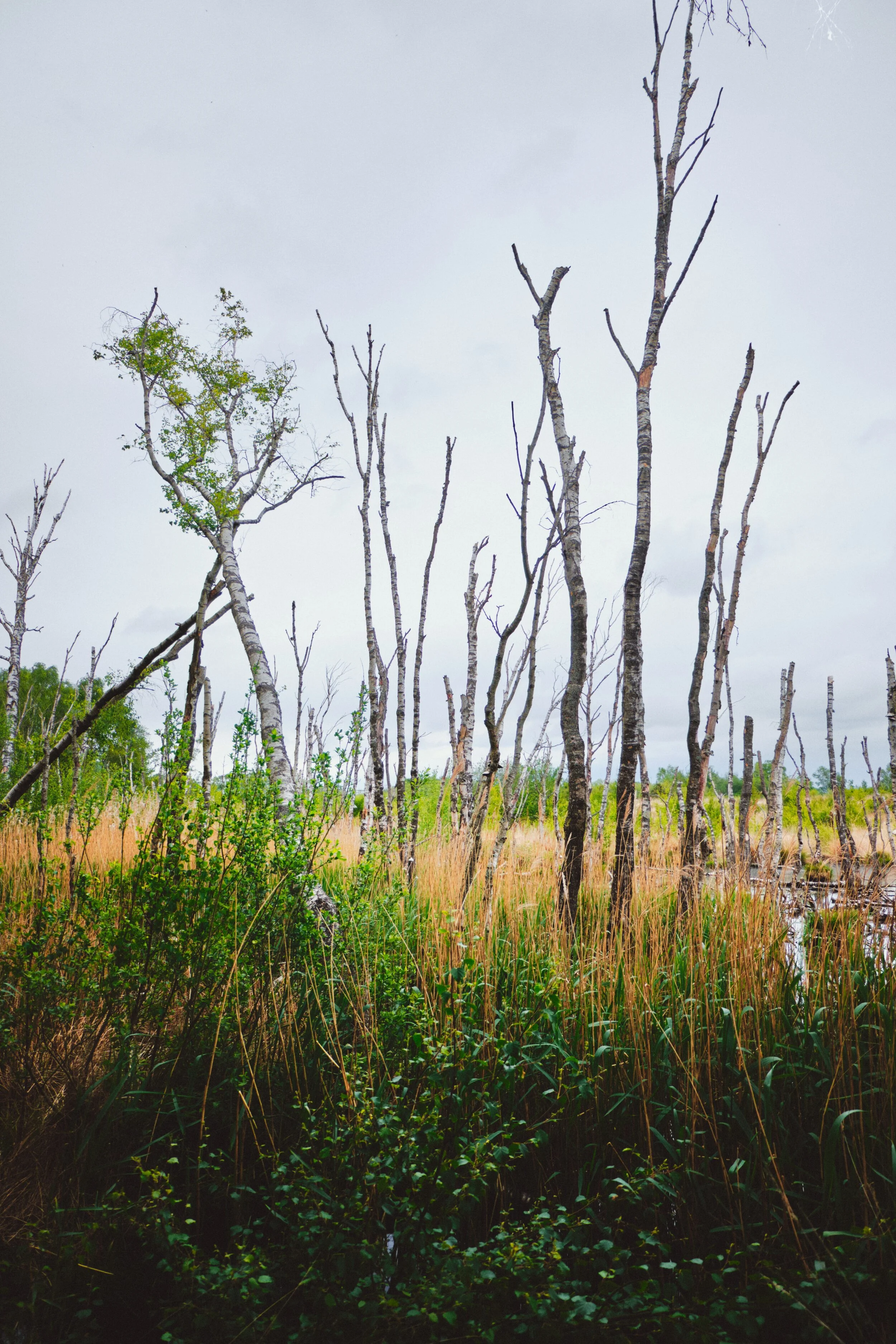  A large part of Foulshaw Moss consists of this watery &ldquo;graveyard&rdquo; of silver birch, looking like brush strokes on a canvas. 