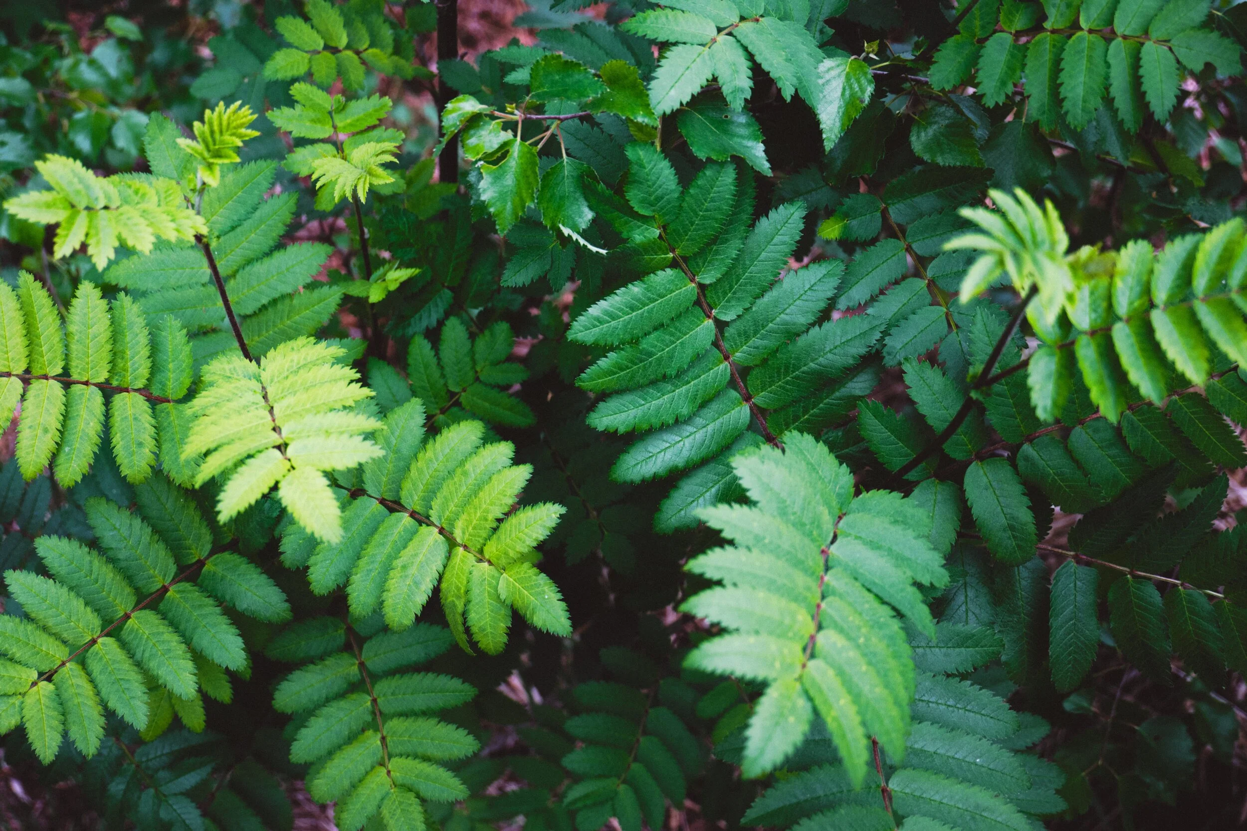  A young rowan sapling,  Sorbus aucuparia . In times gone by twigs from this tree were used to drive cattle to the pasture for the first time in spring to ensure their health and fertility. 