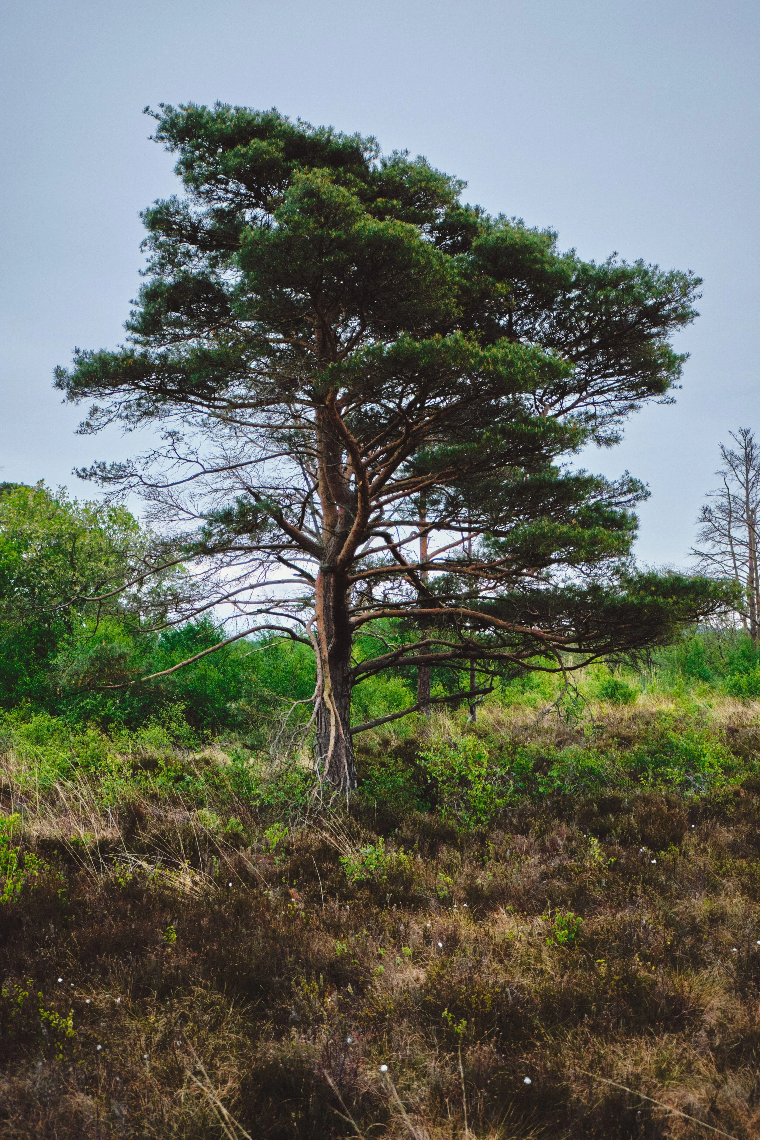  A solitary Scots Pine,  Pinus sylvestris . 