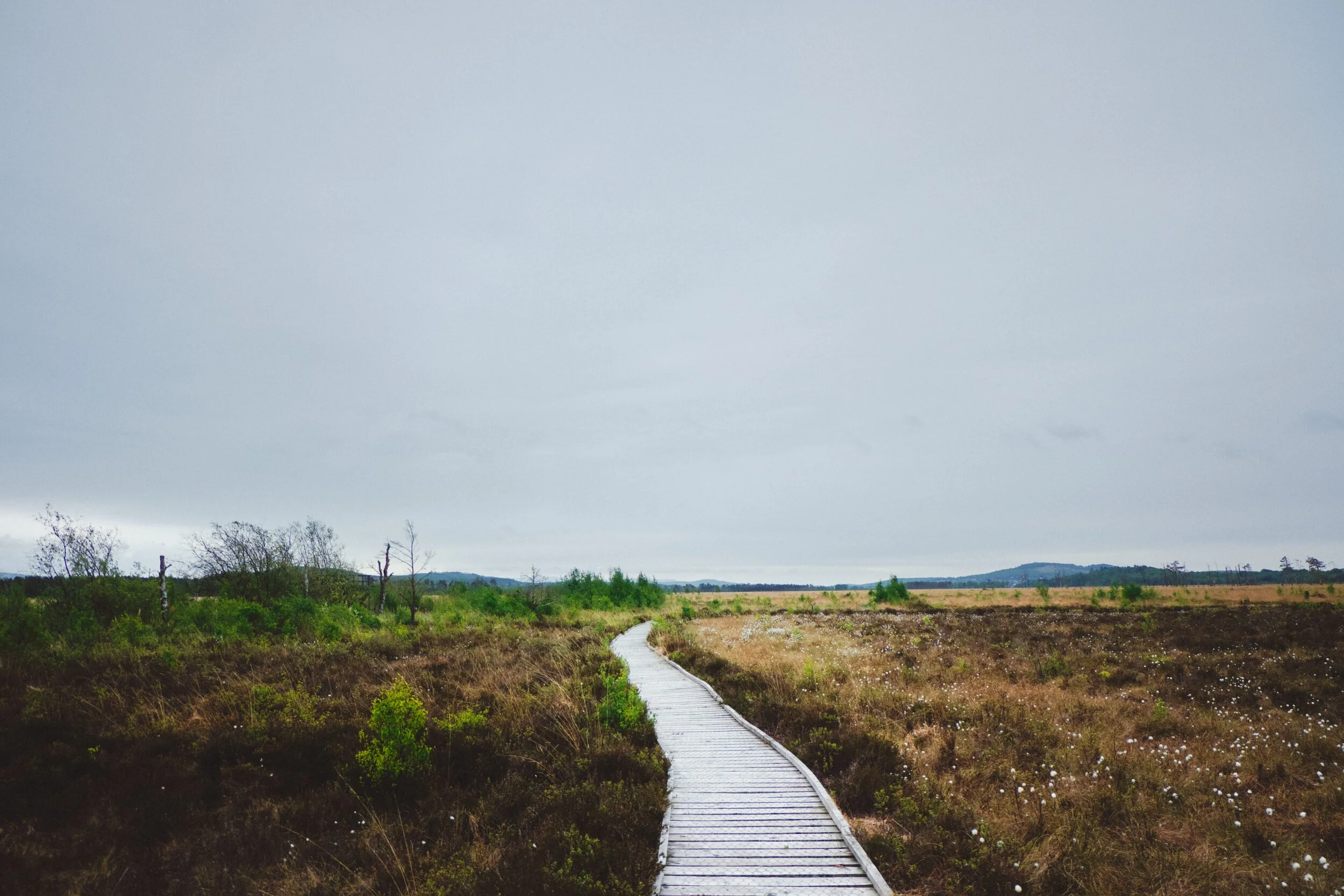  The open and expansive part of Foulshaw Moss. No blue skies on this day, in fact totally matte with clouds. On the right you can see a familiar resident of acidic bogs: cottongrass, or  Eriophorum . 