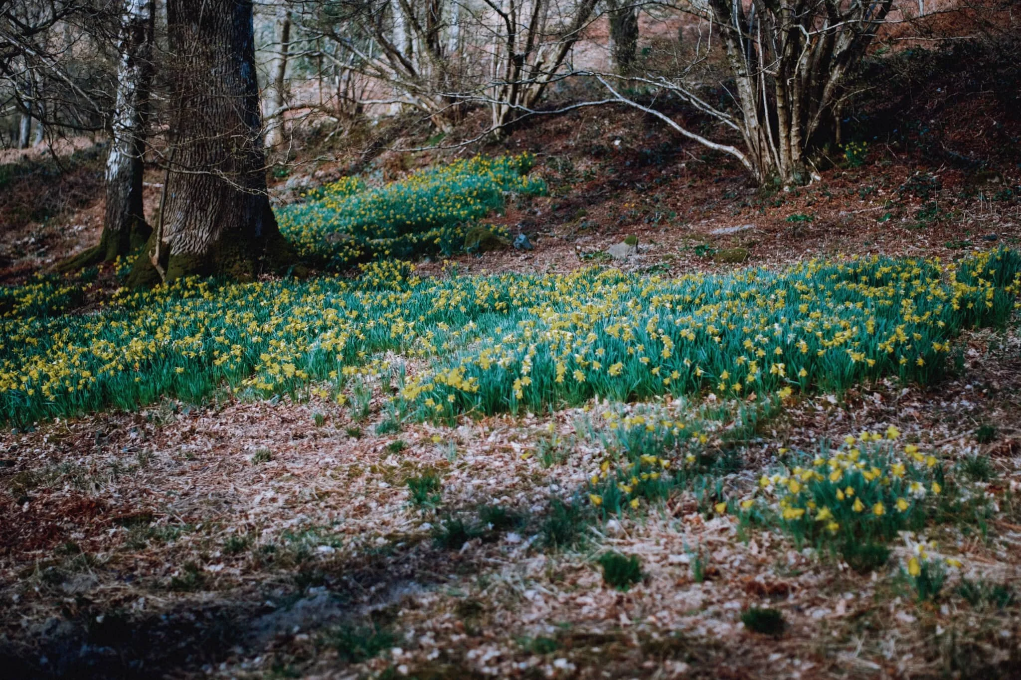  We parked in a National Trust lay-by not too far from Glencoyne Bay. I had a quick wander down towards the shore of Ullswater, knowing that at this time of year there&rsquo;d be daffodils aplenty nearby. I weren&rsquo;t wrong. 