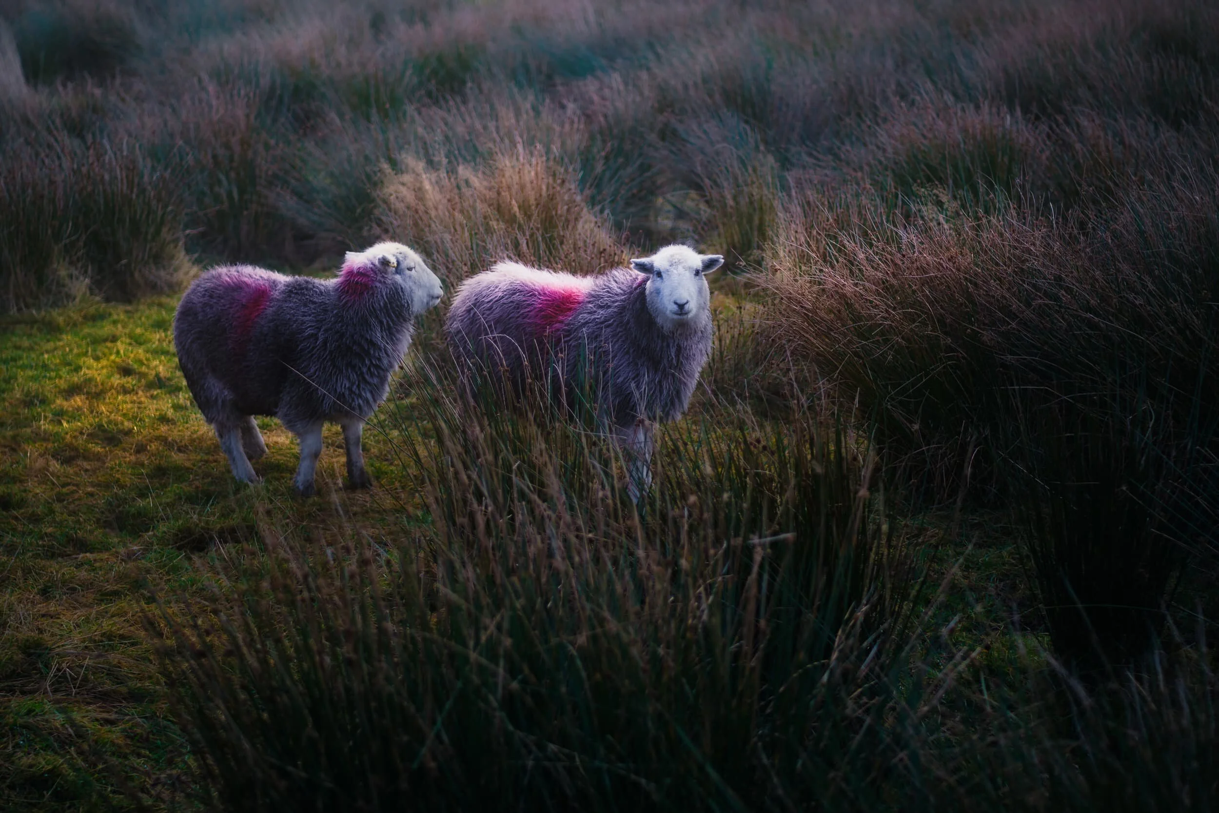  It was prime tupping season in the valley bottom of Great Langdale. Plenty of Herdwick yows (ewes) around with one or two tups (rams) doing their…  duty . 