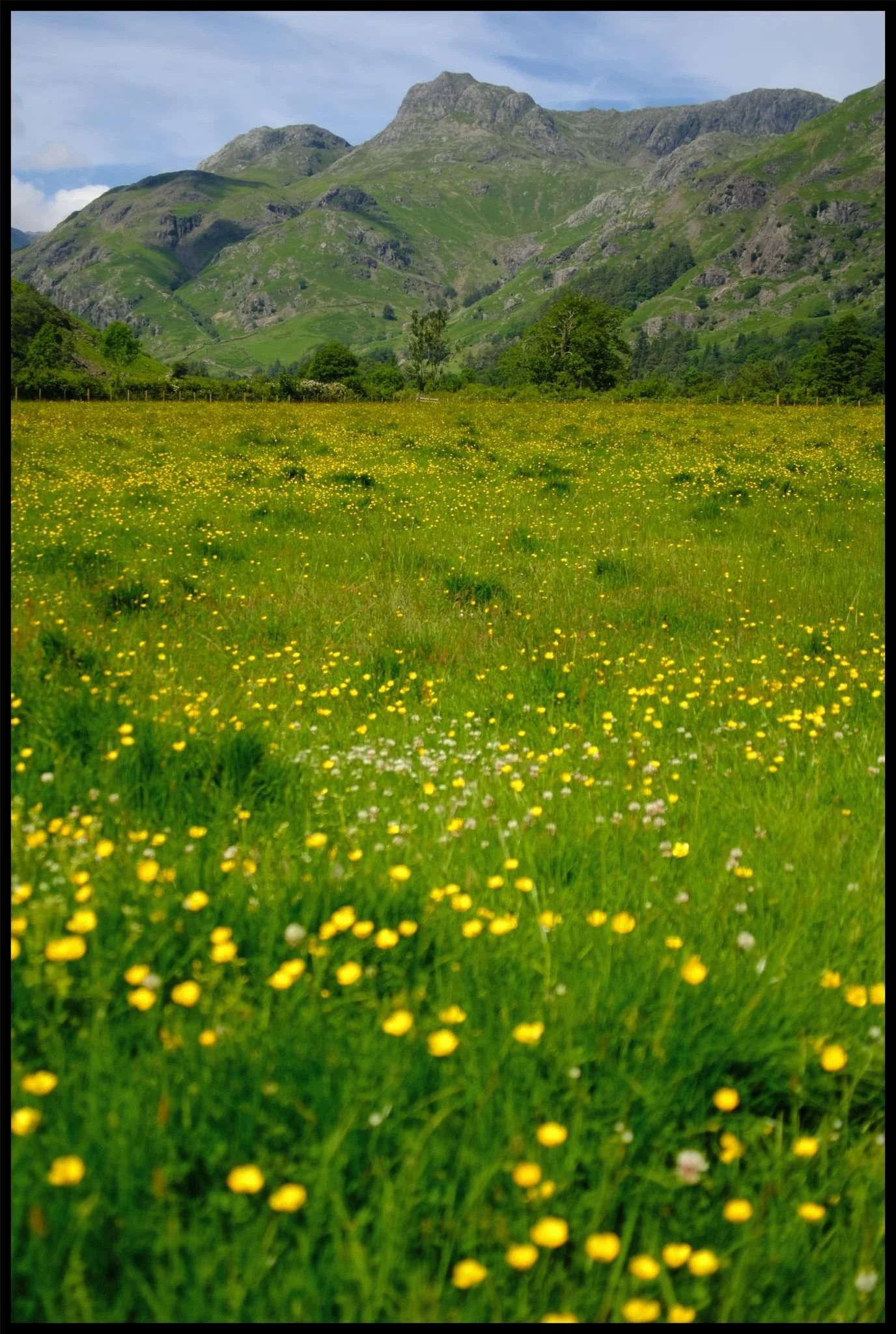  I threw my lens wide open and got down low to snap the Langdale Pikes high above the fields and fields of buttercups. 