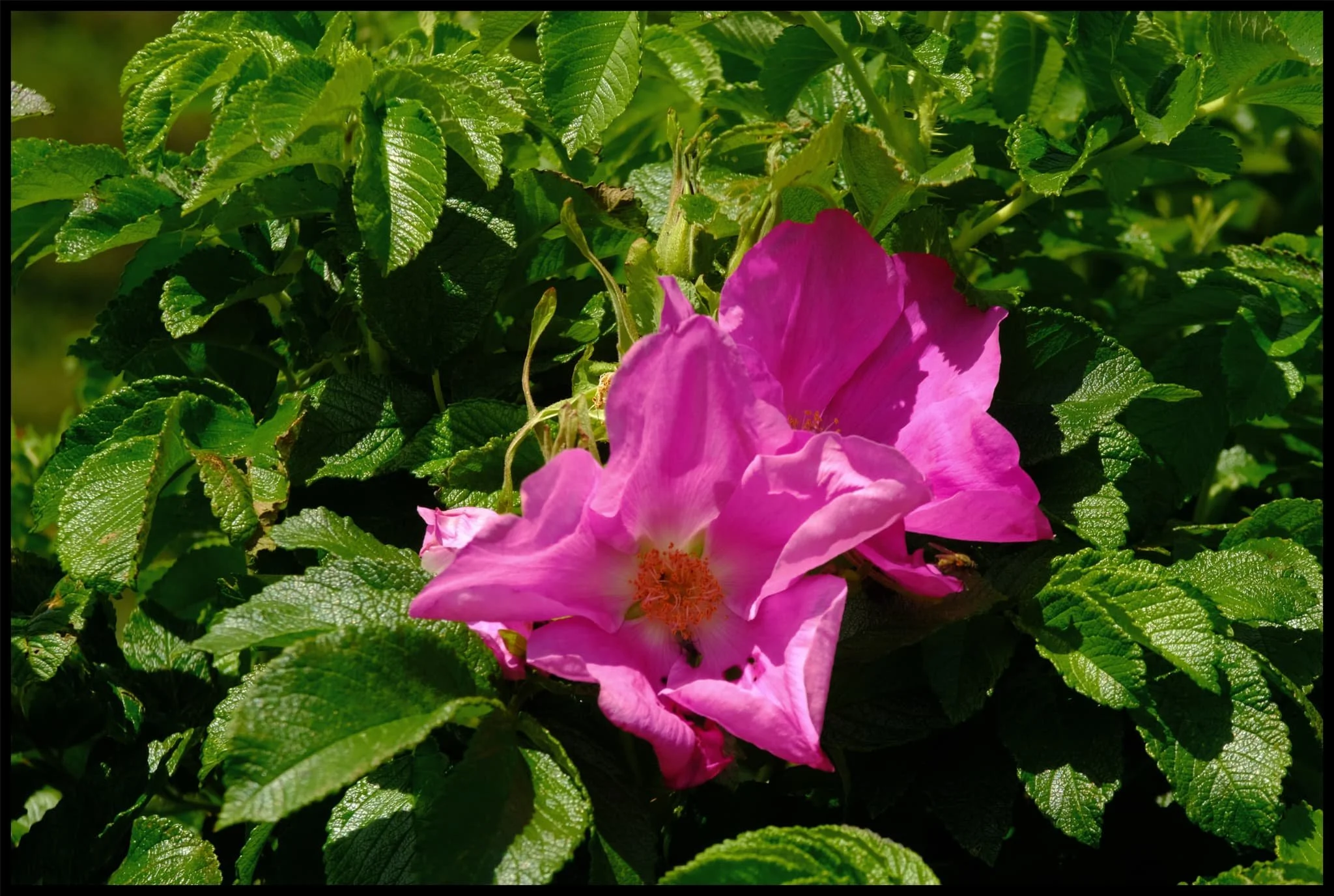  Some kind of rose, I think? I couldn&rsquo;t tell you which one but it were pretty, just sitting there in the hedgerow. 
