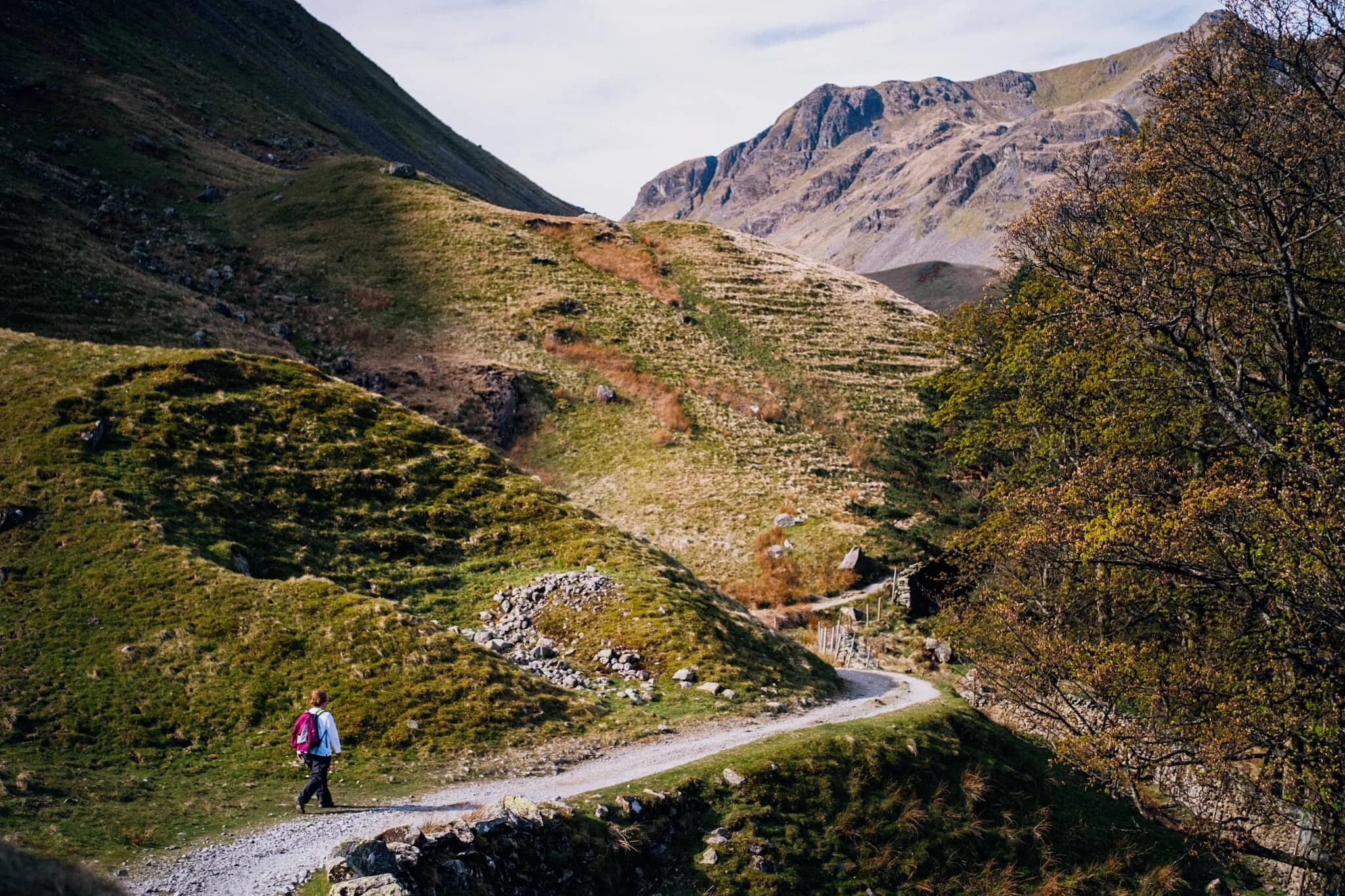  Heading through Crossing Plantation as we get closer to the head of Grisedale. Dollywaggon Pike glows like a beacon in the morning sun. 