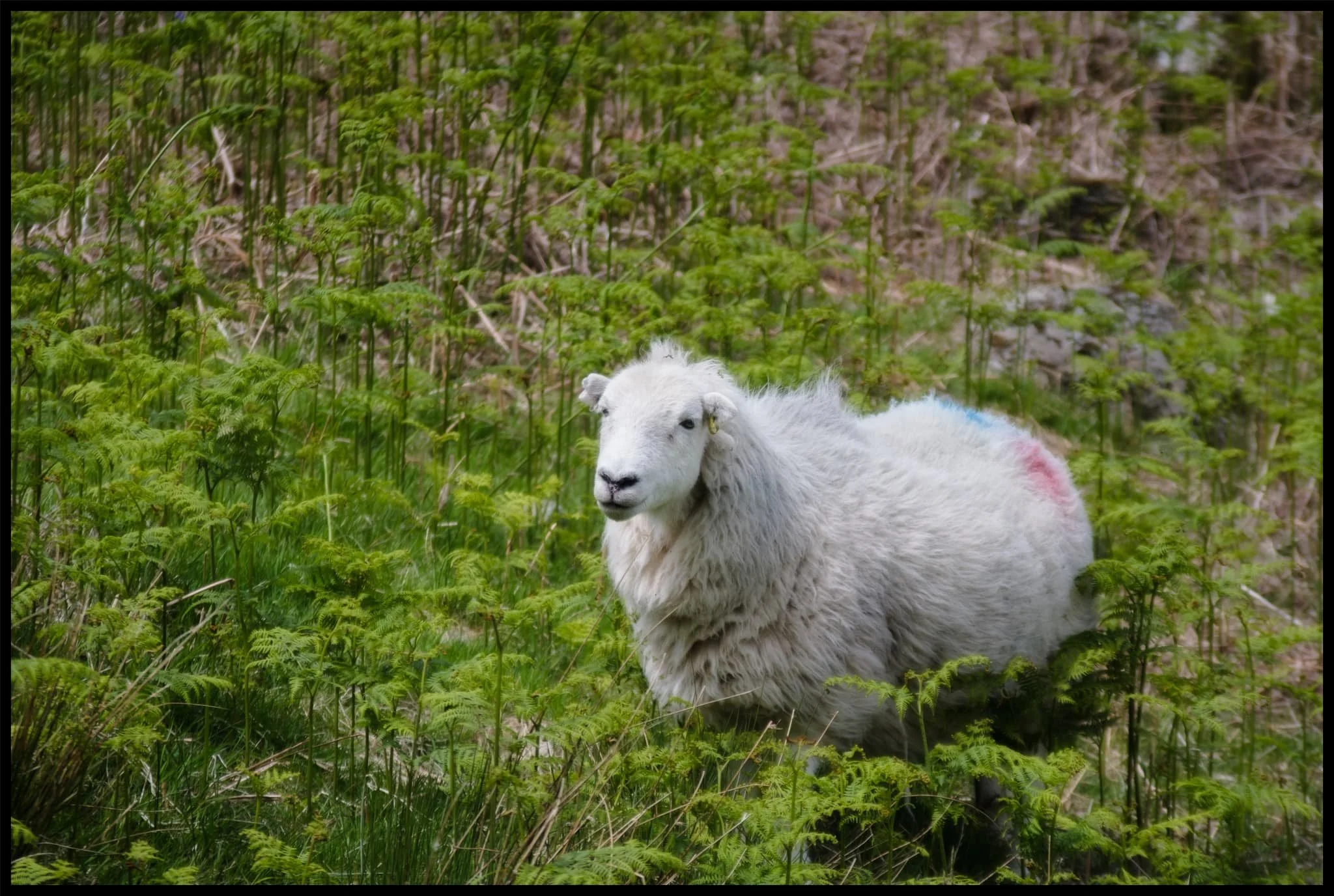  A beautiful Herdwick ewe navigates the northern fellside amongst the fern. 