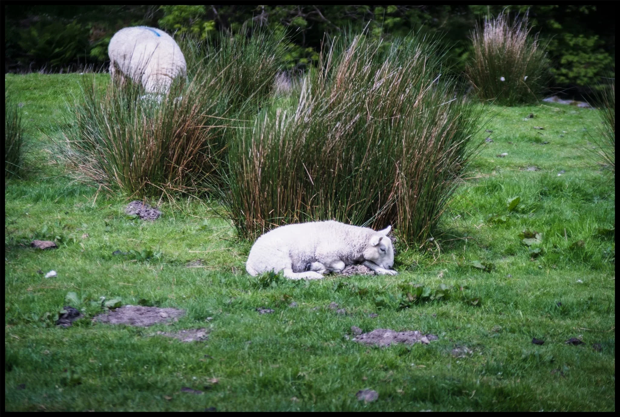  Another lamb enjoys a mid-afternoon snooze in the summer sun. 