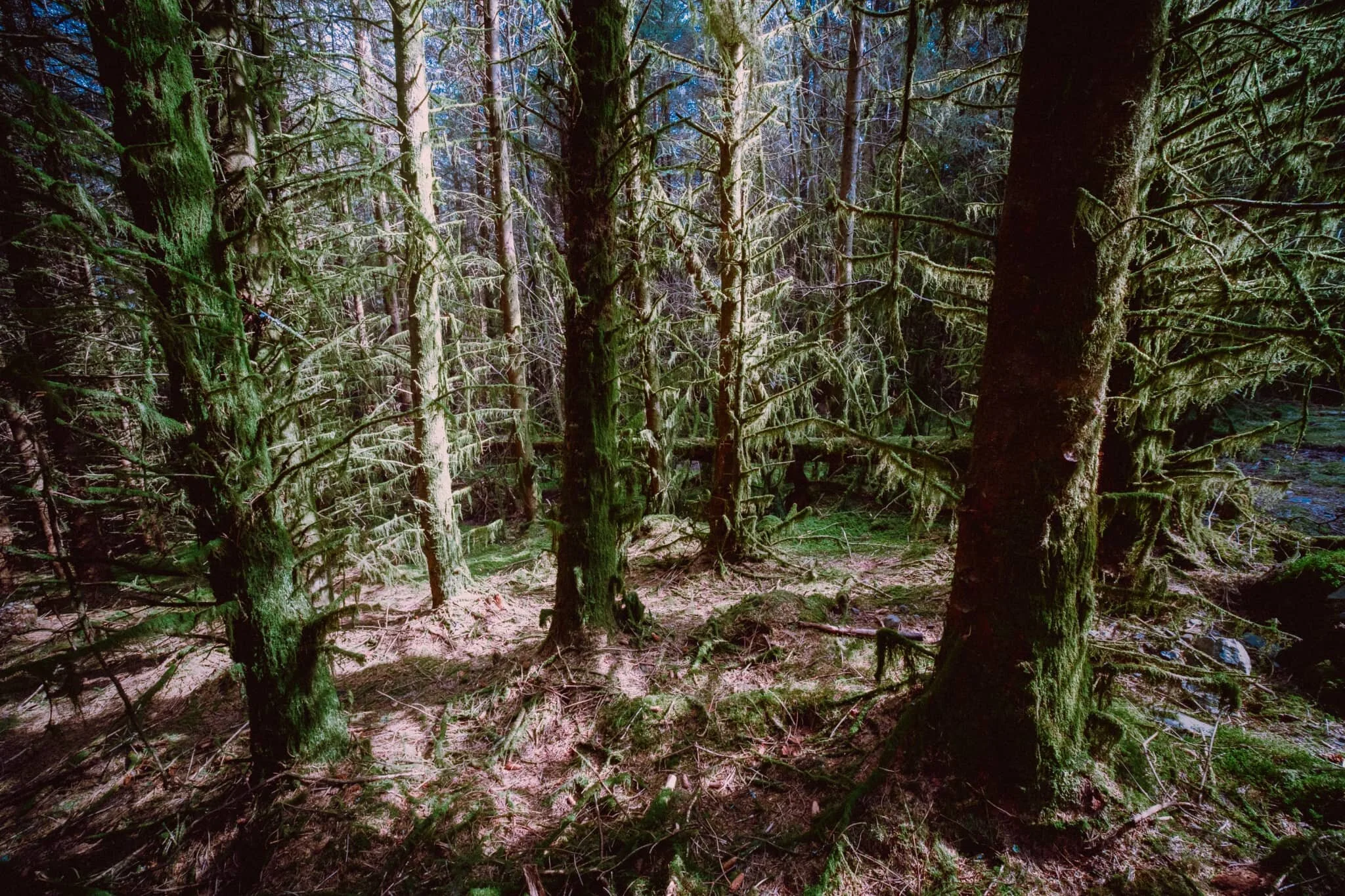  Some of the trees near Carron Crag were covered in thick sheets of moss, which I couldn&rsquo;t resist making some photos of. 