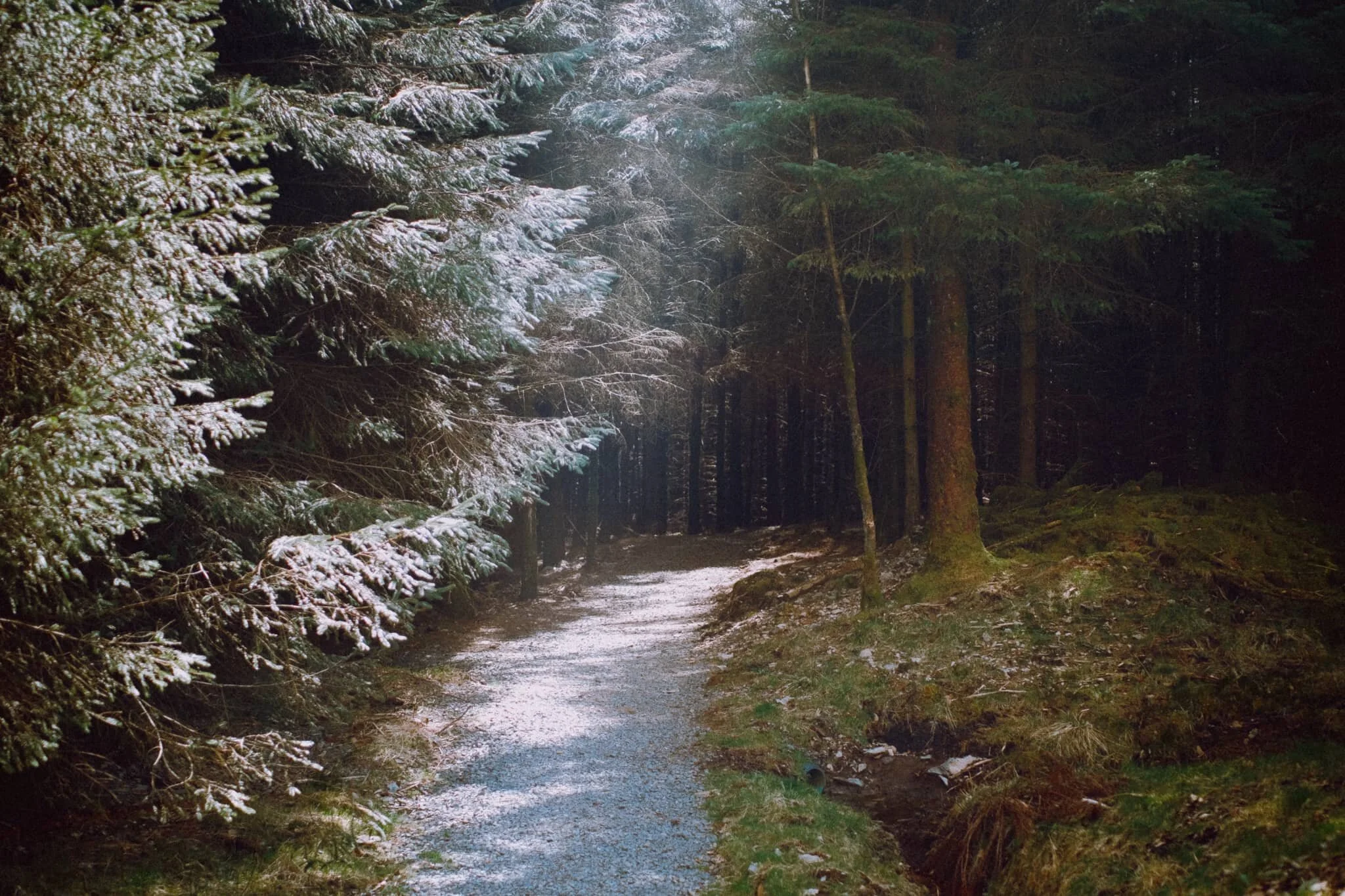  There&rsquo;s something unique and magical about woodland light. 