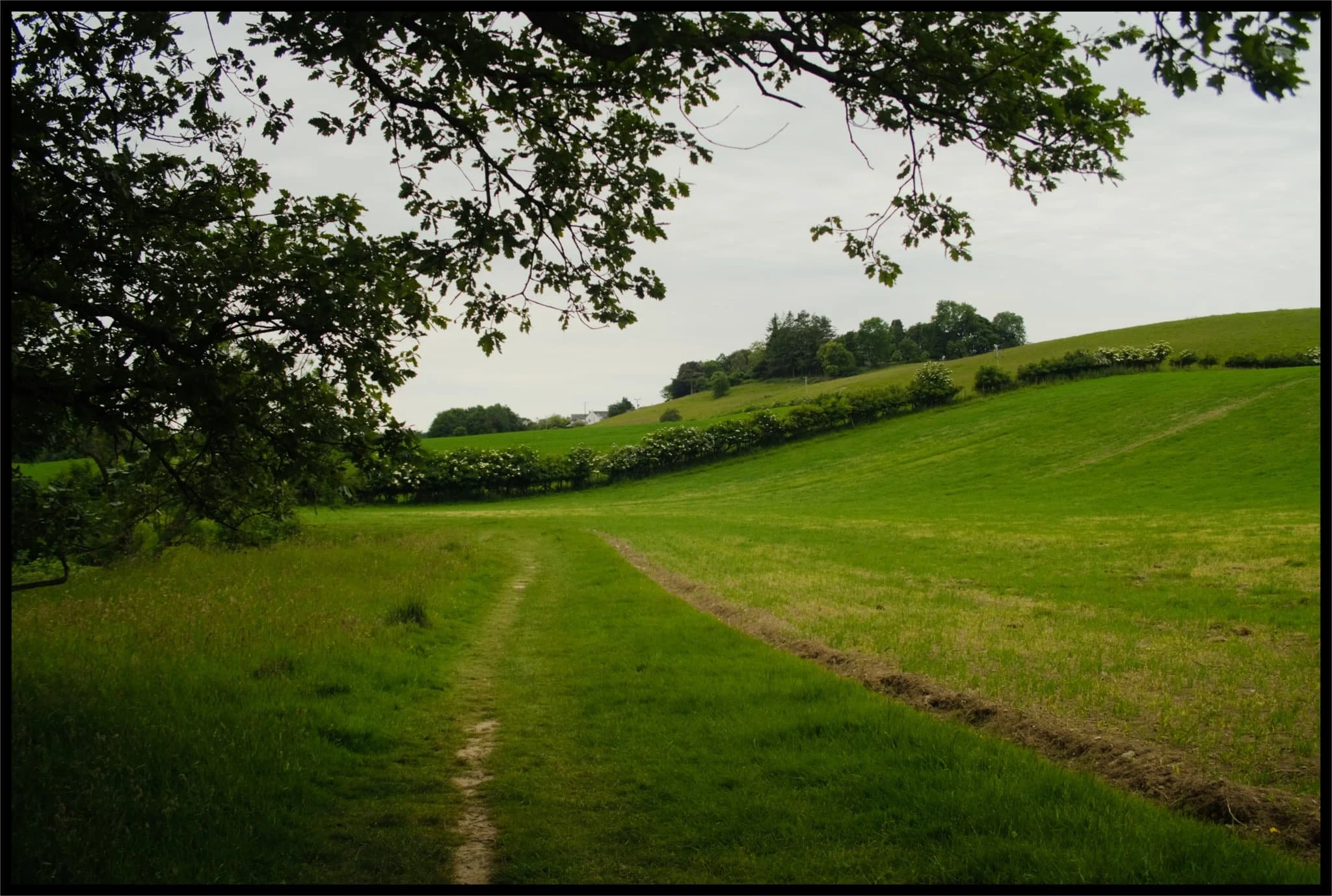  Beyond Scroggs Wood the trail heads through the open fields alongside the River Kent. It&rsquo;s at this point that pollen from all the grass really starts to wreak havoc with my sinuses. 