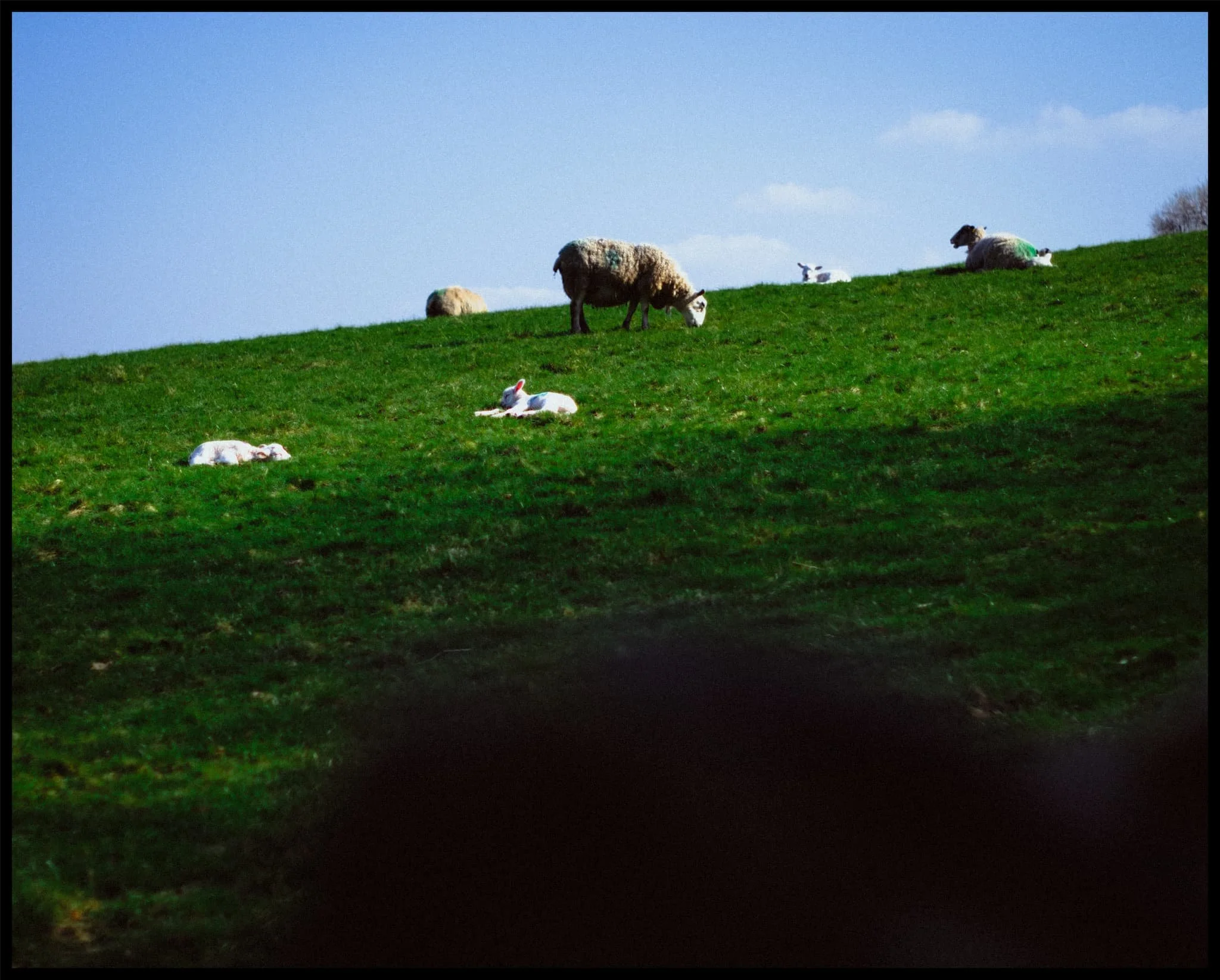  This year&rsquo;s spring lambs, happily dozing in the sun. 