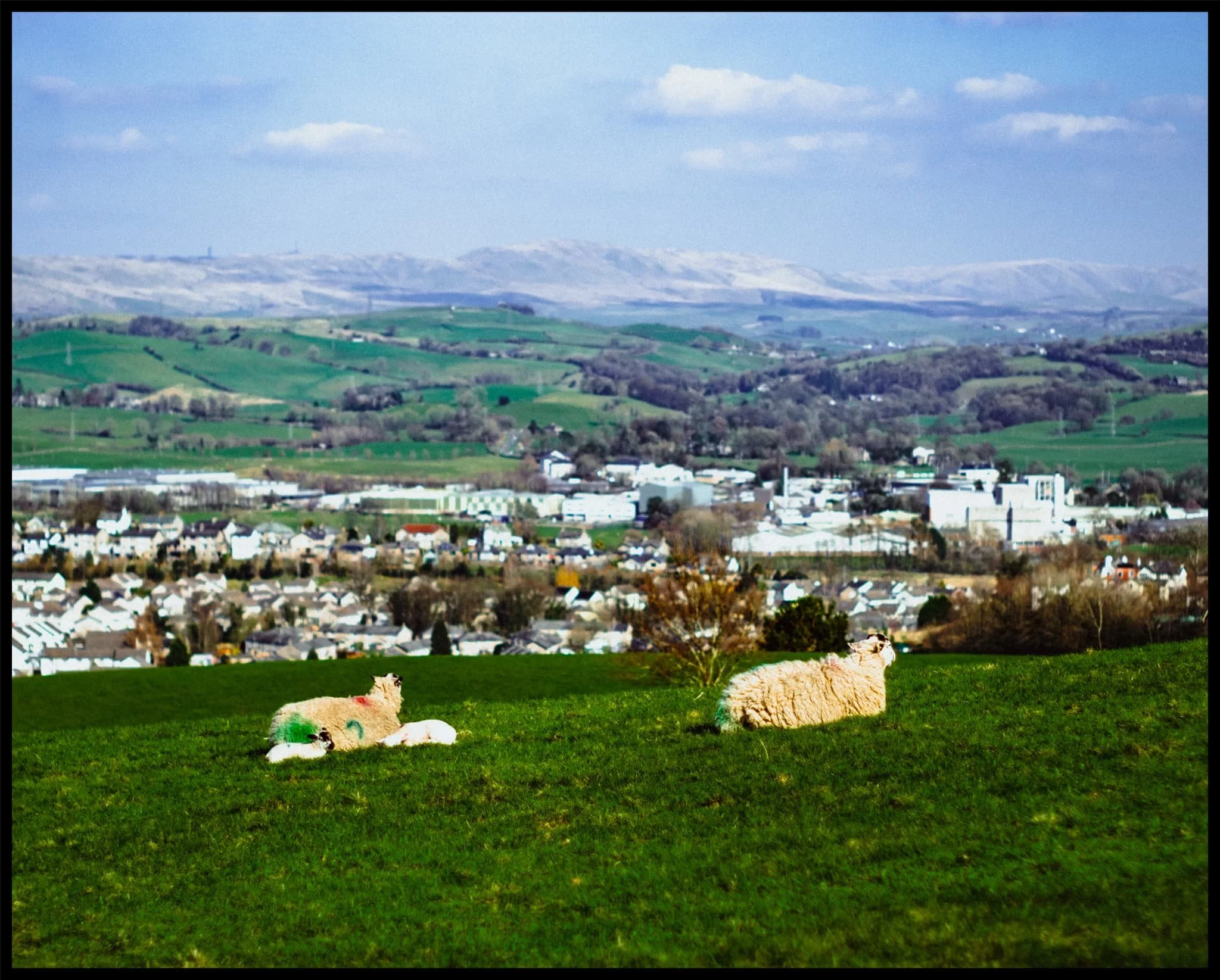  Not a bad place to chill out with your dozing lambs. 