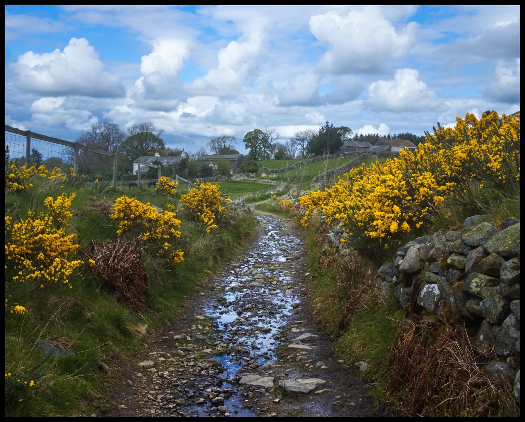  Back down on Caldbeck Moor there is gorse  everywhere , smelling beautifully of coconut. 
