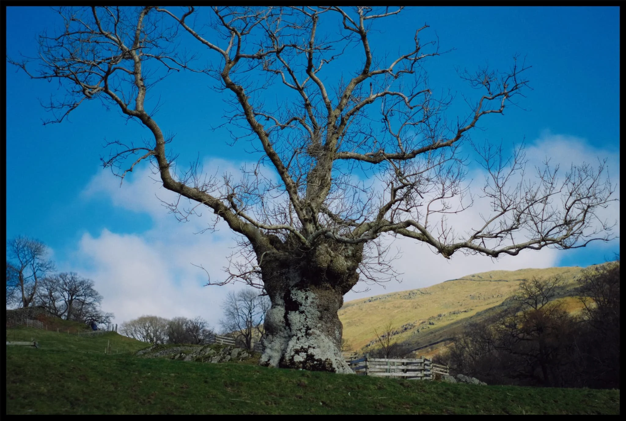  What a fantastic and bizarre looking tree. 
