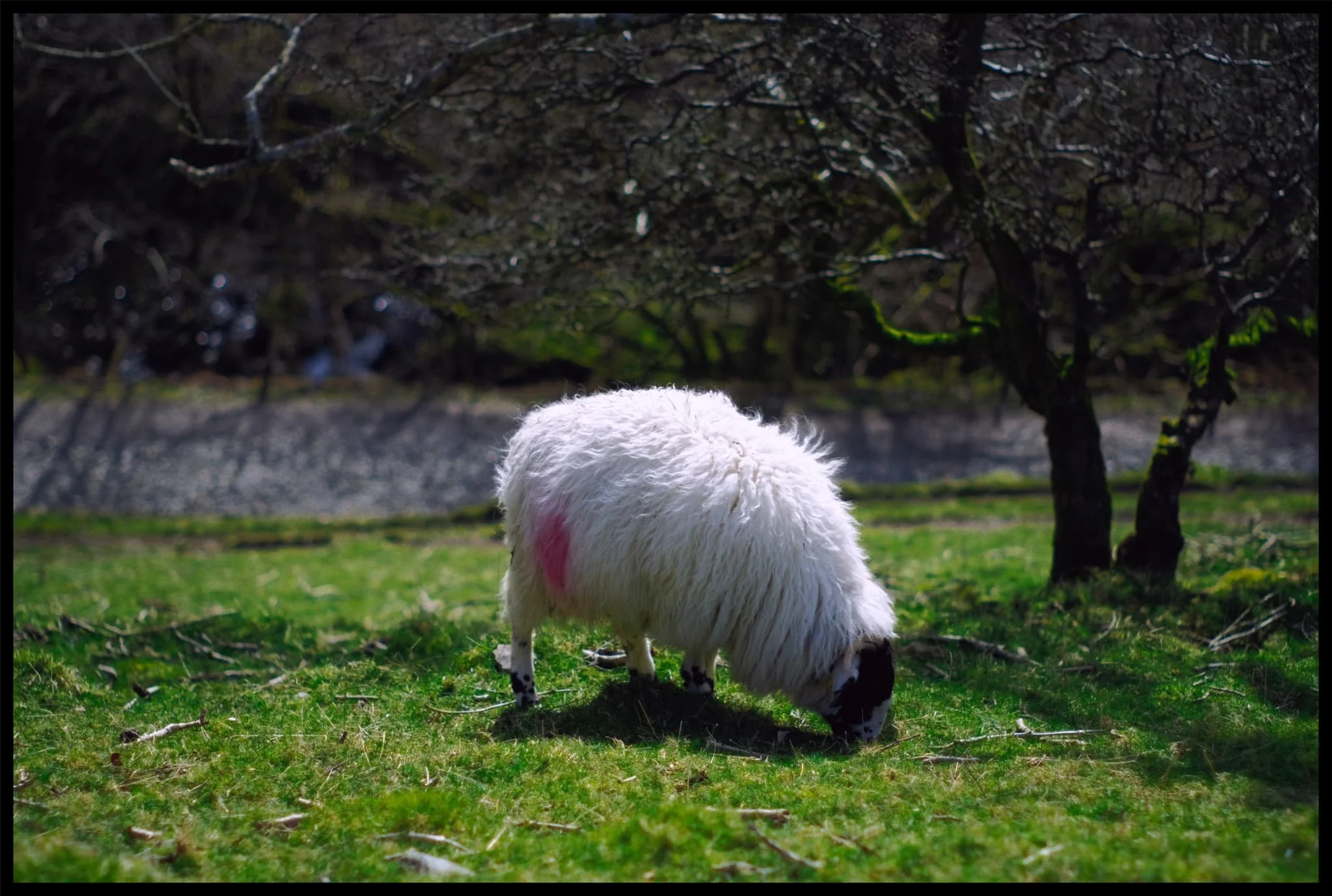  Near Low Sweden Bridge, a flock of young Kendal Rough Fells peacefully graze on the new grass. 