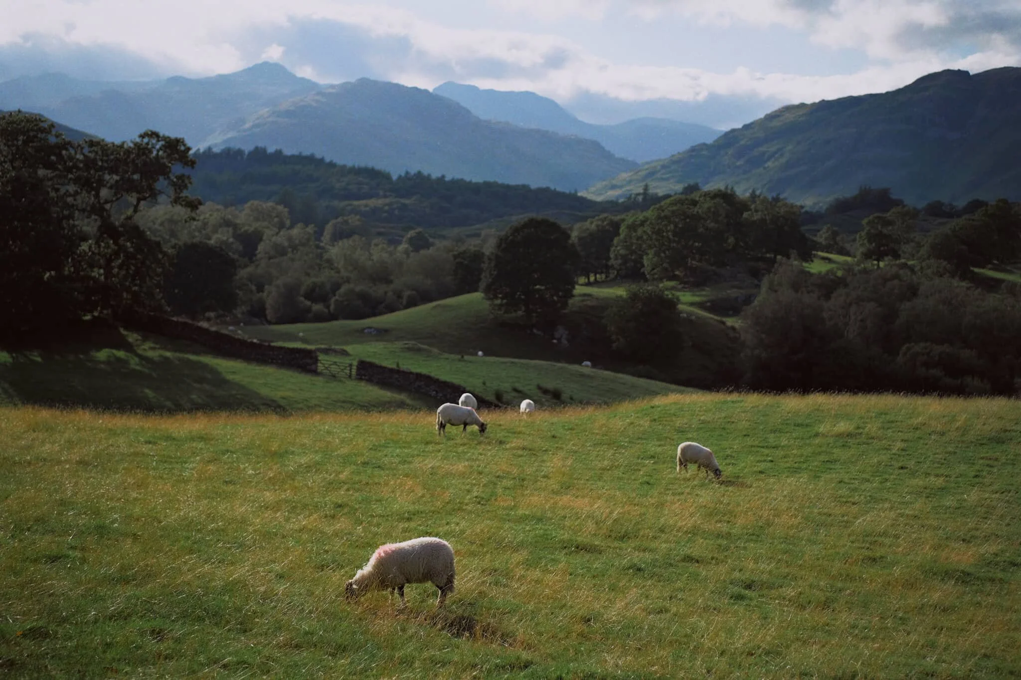  The first of many delightful scenes available from Smithy Brow. Taking in Lingmoor Fell (469 m/1,539 ft), Pike of Blisco (705 m/2,313 ft), and Bowfell (902 m/2,959 ft). 
