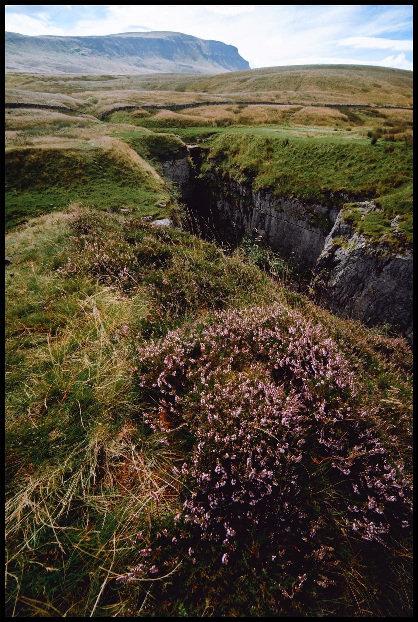  As we move into late summer, beautiful pink and magenta heather starts to bloom. 