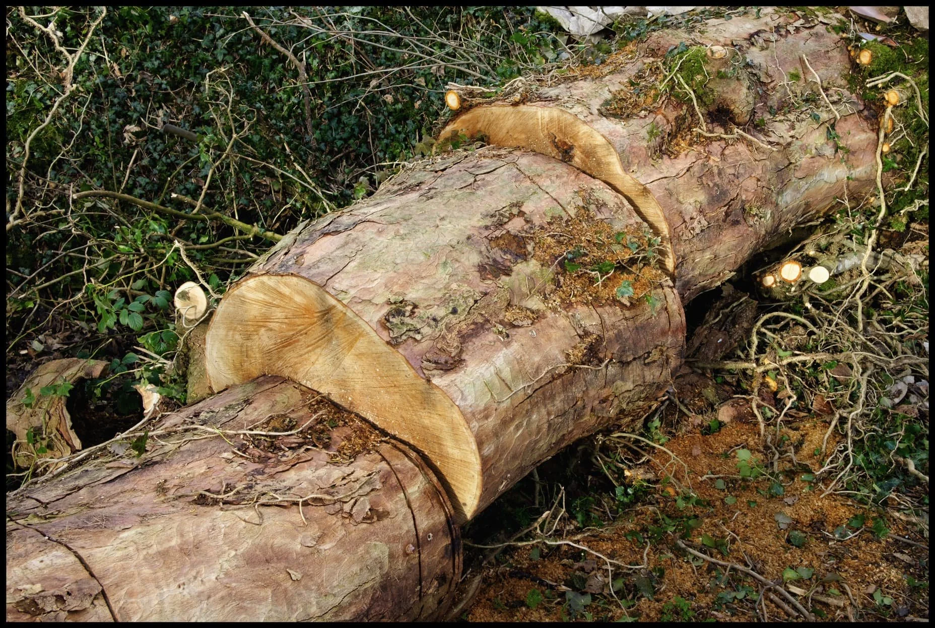  A casualty of Storm Arwen, cut up before removal from the footpath. I wonder how many more trees will be felled by Storm Corrie. 