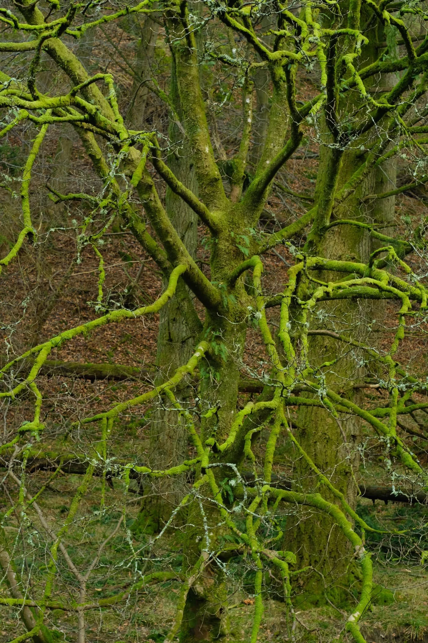  There&rsquo;s something wonderfully eldritch about wintery trees covered in moss. 