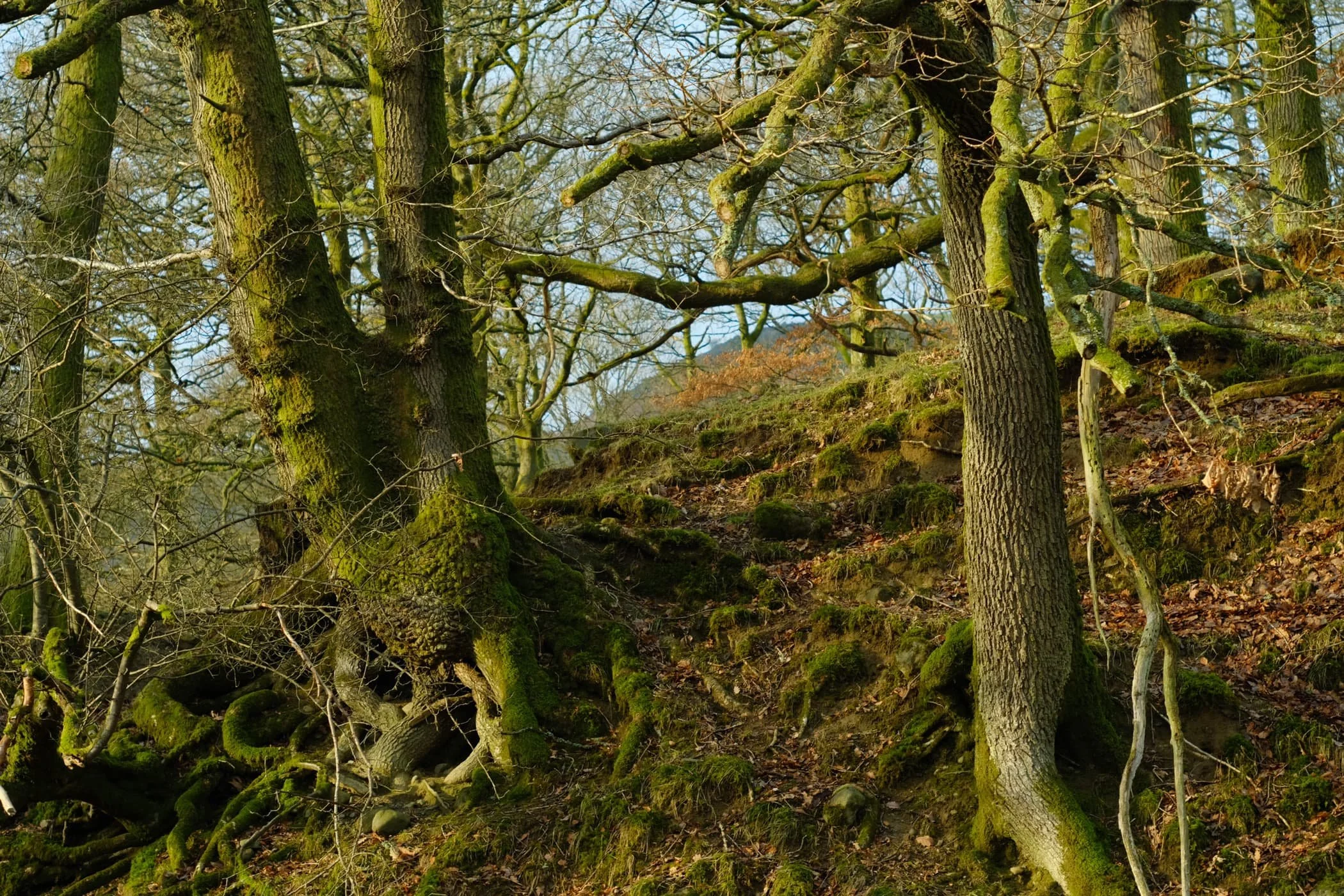  At around lunchtime, the sun finally broke through the thick cloud cover and illuminated these trees in golden light. 