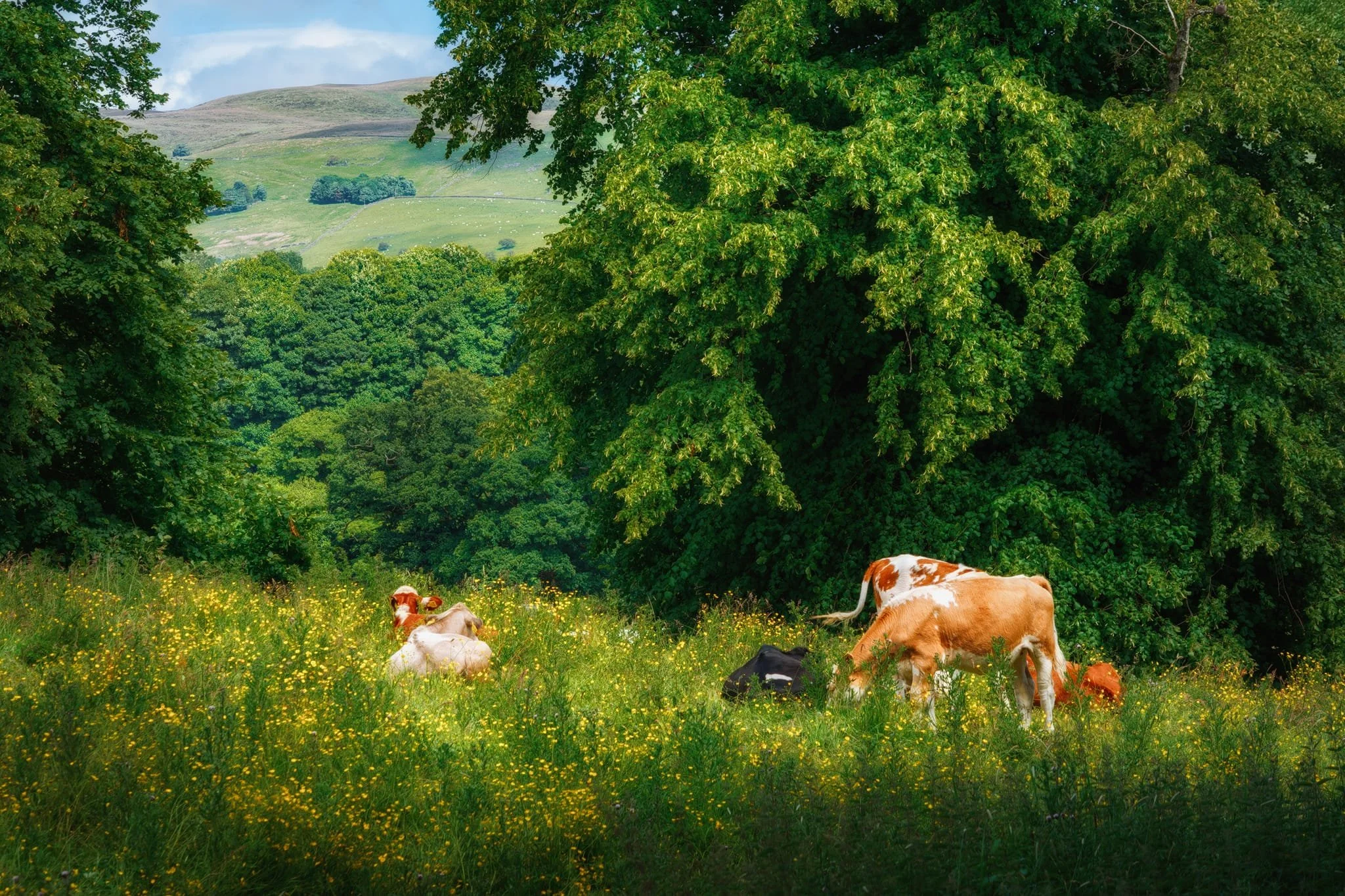  Around Devil&rsquo;s Bridge, cows were chilling and gently grazing on the full pastures around the river. A proper bucolic scene I wanted to capture. 
