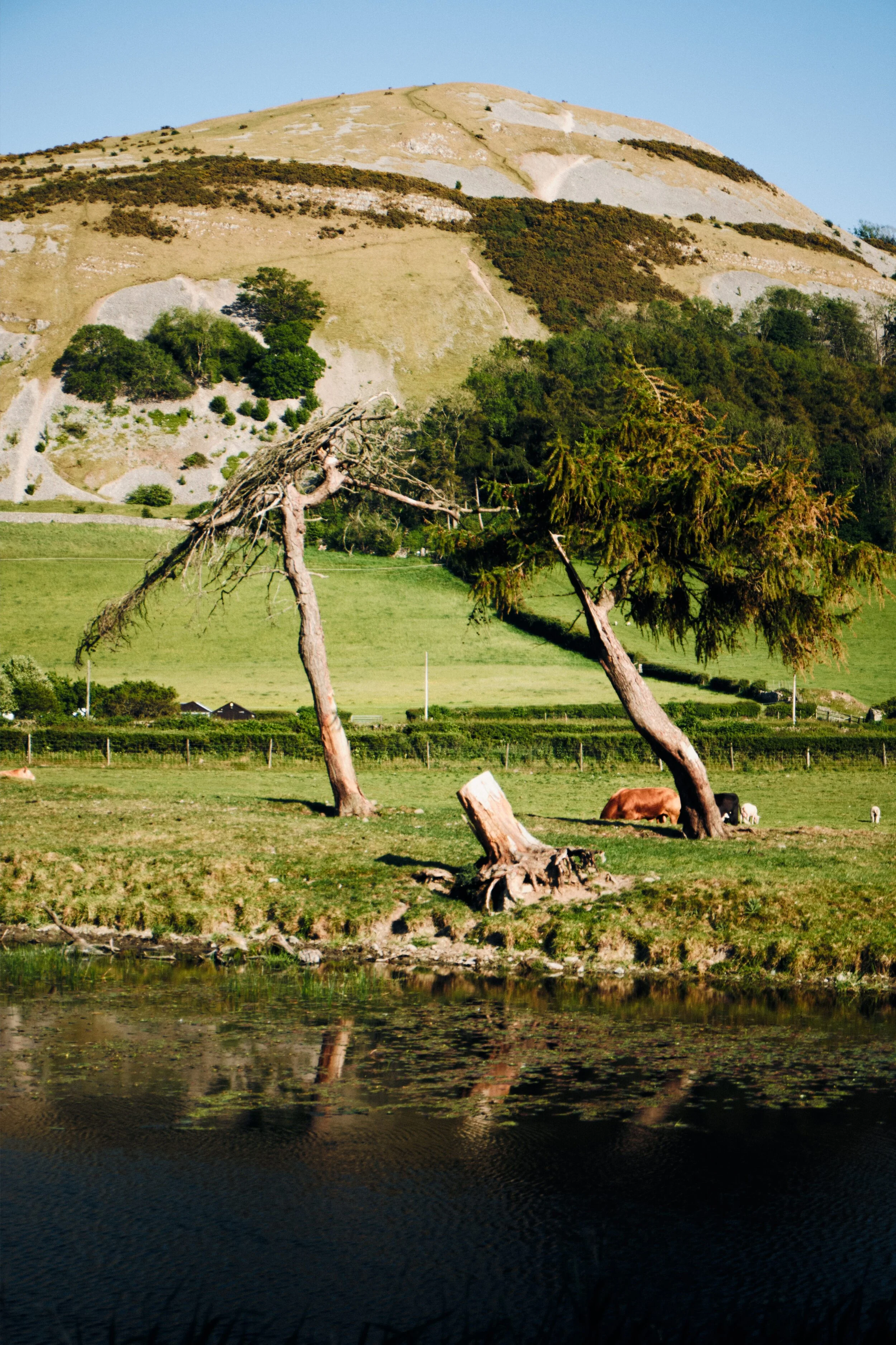  After Farleton Turnpike Bridge (Nº 156), and heading towards Duke&rsquo;s Bridge (Nº 155). Two very shapely trees across the canal caught my eye. 