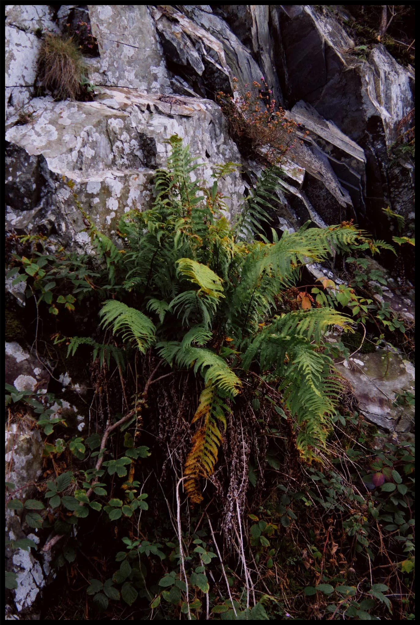  The ferns are beginning to turn colour into their autumnal rust. 