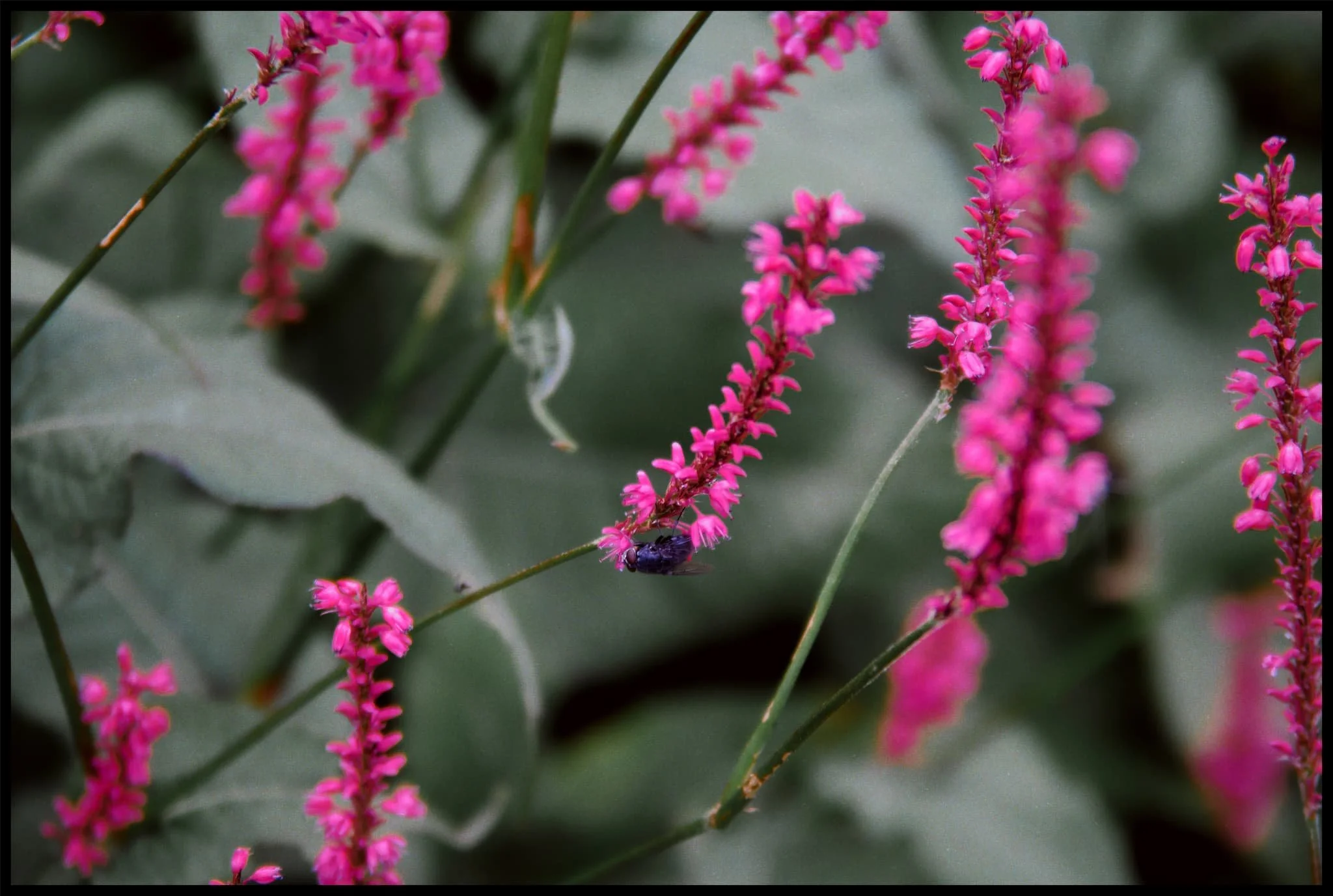  The flowers around the farmhouse were teeming with pollinators. 