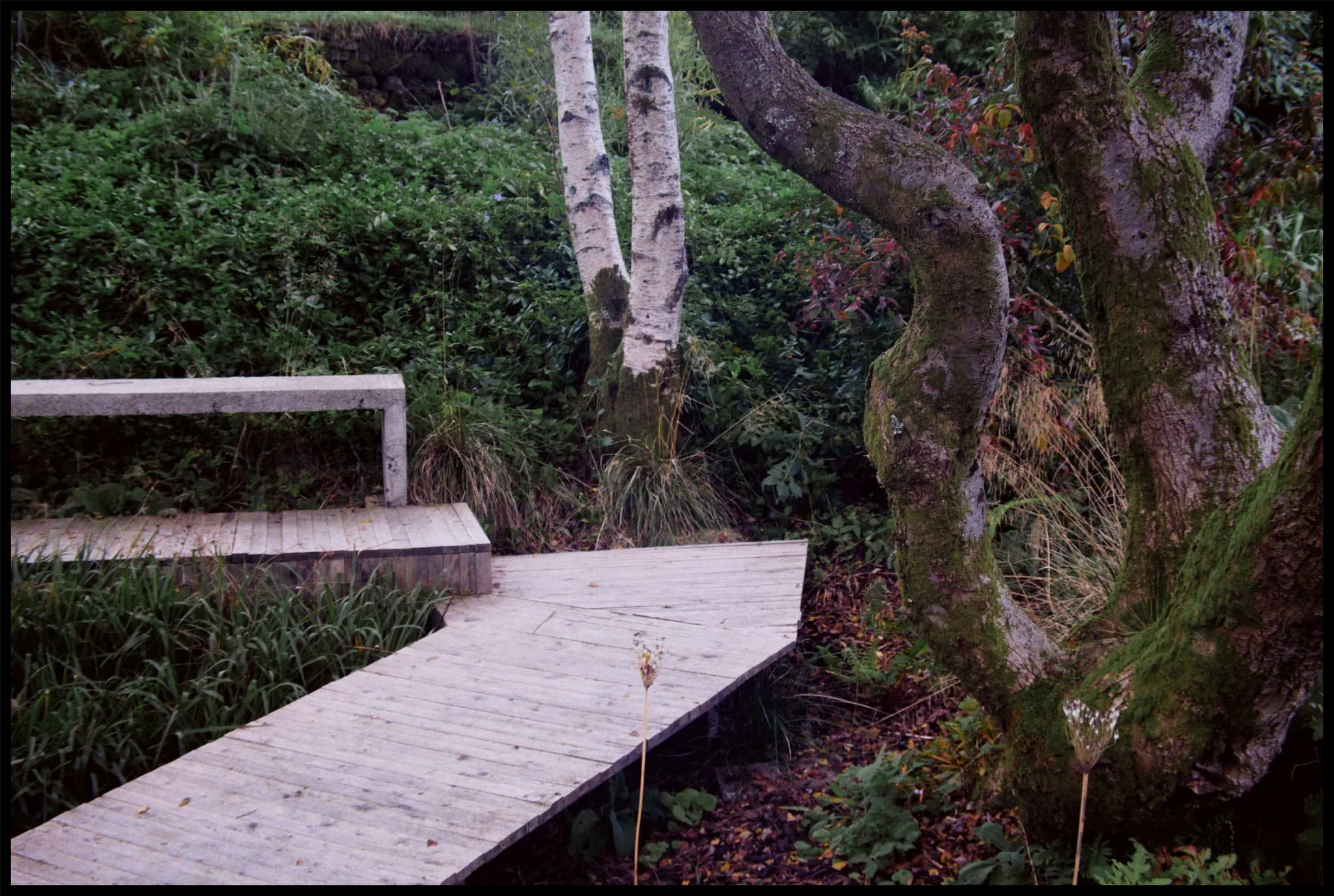  Her guided tour around the land of Lawson Park and her work managing it was fascinating. This included these boardwalks laid to navigate through some of the bogs, made with local larch. 