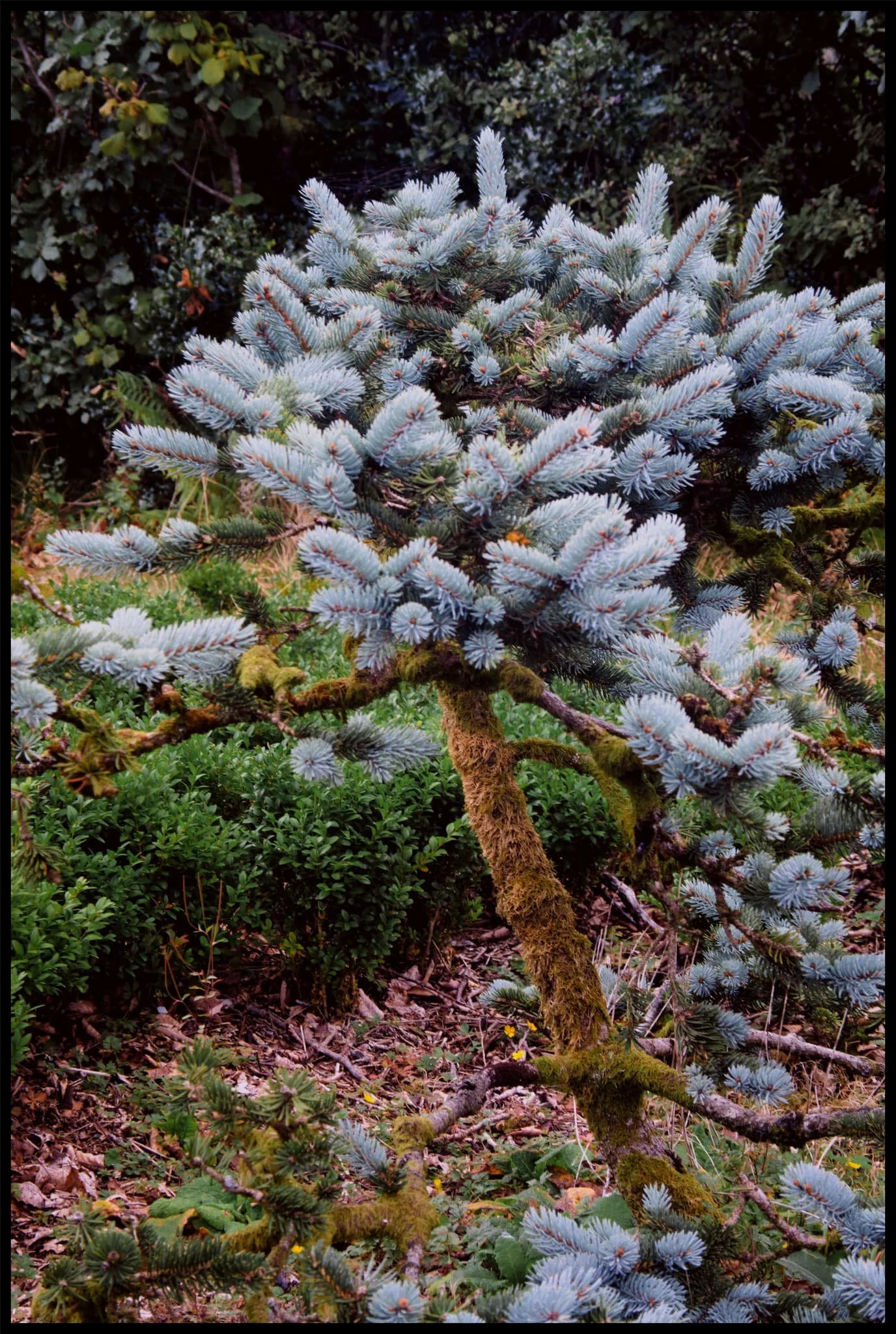  A conifer,  Picea alcoquiana , native to Japan and very reminiscent of Japanese bonsai trees. 