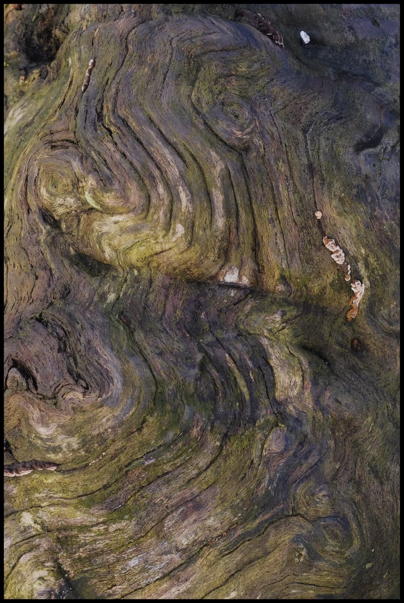  A tree stump being consumed by fungi provided me with some delightful textures to play with. 