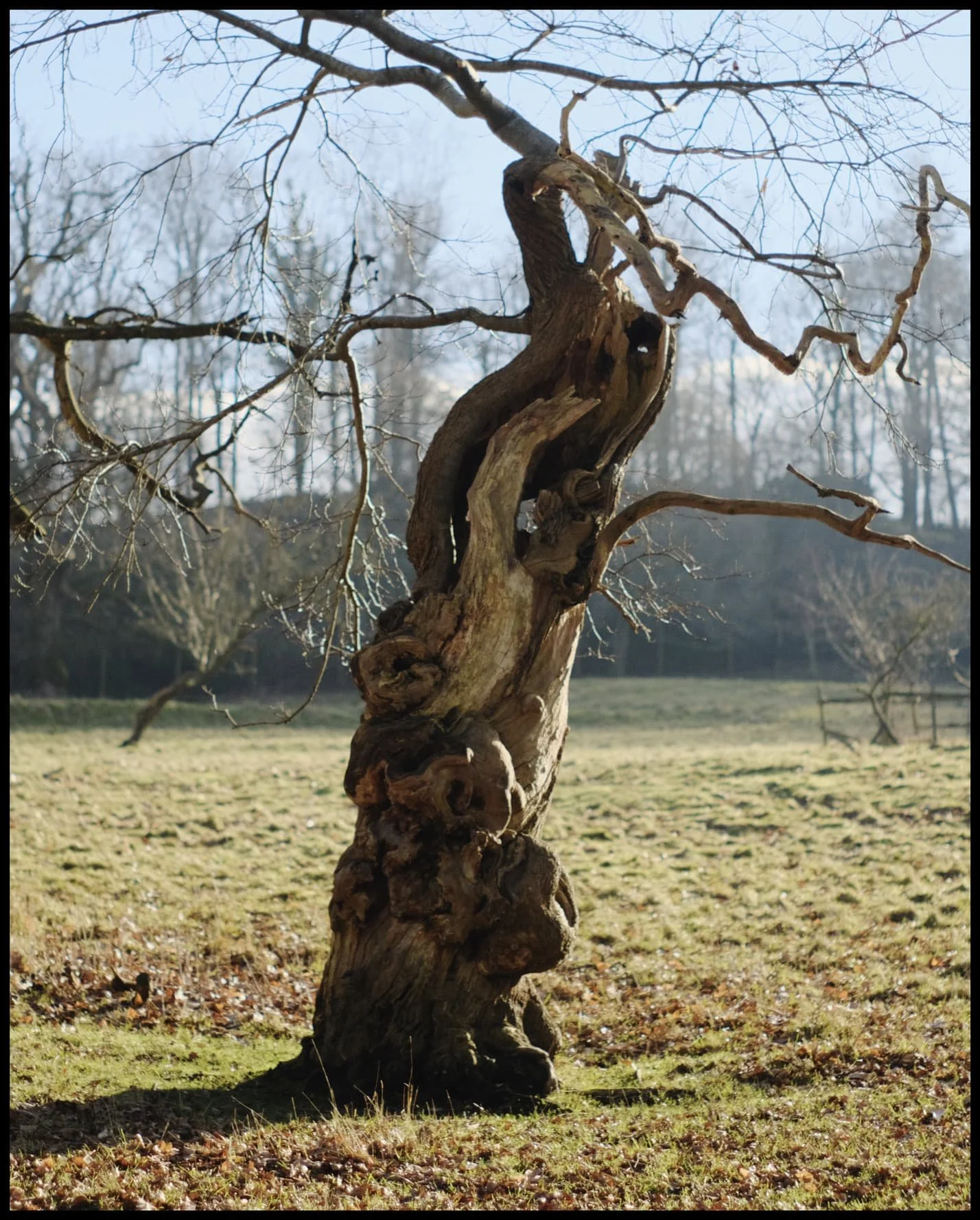  So beautiful. Practically a sculpture in its own right 