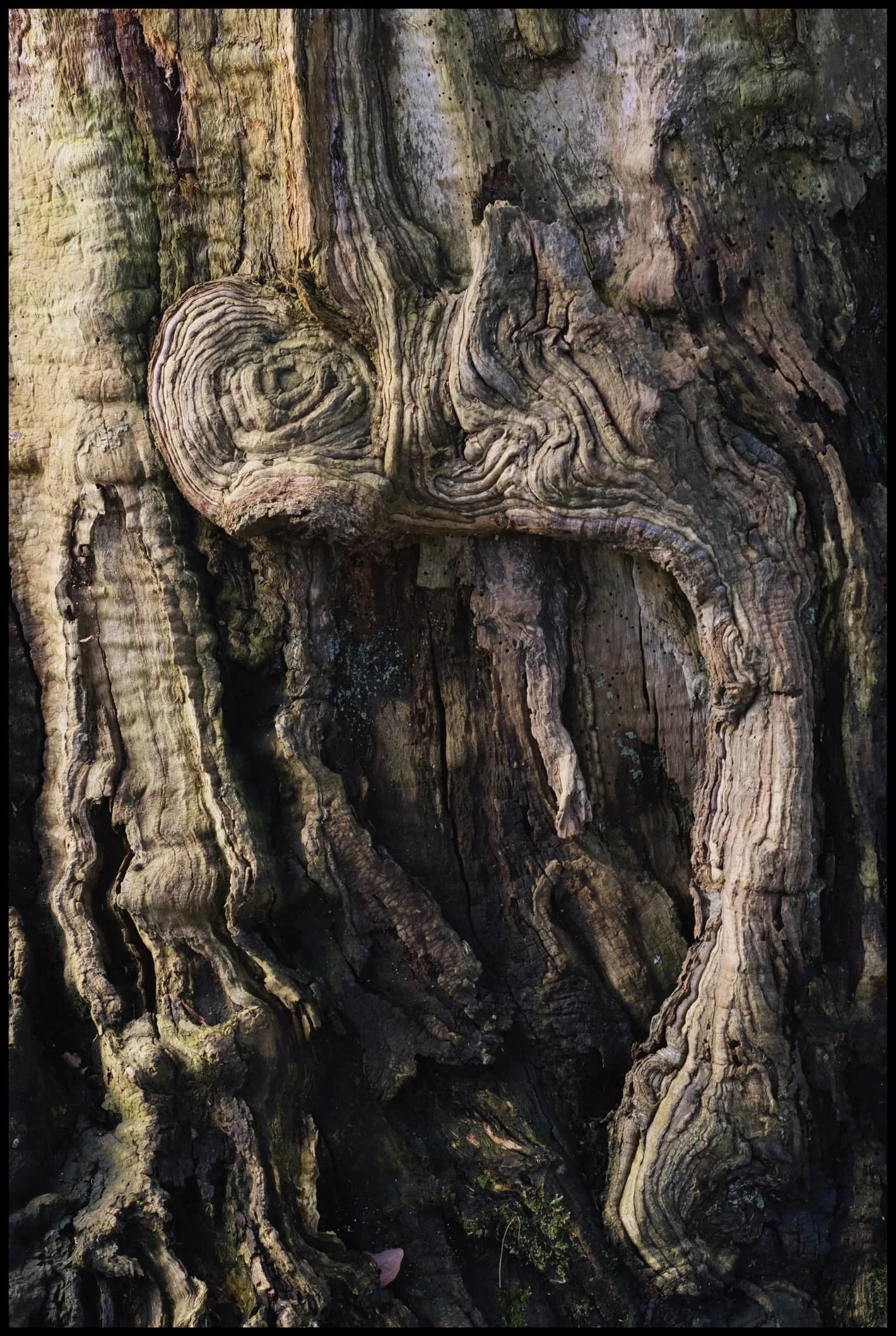  Anyone else see something of H. R. Giger&rsquo;s work or style in this tree? 