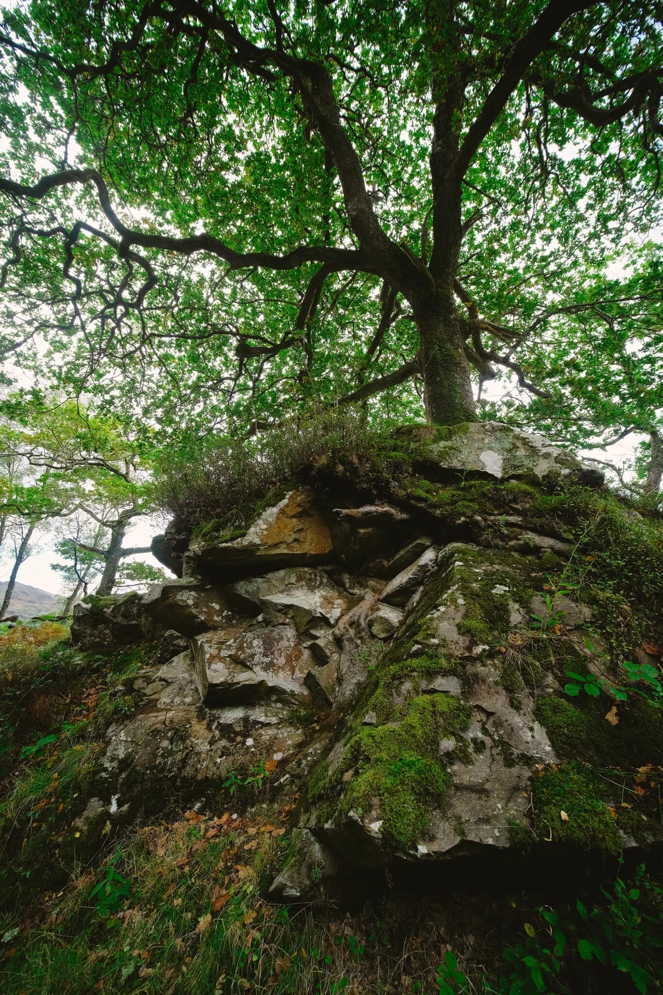 A wonderfully craggy tree that almost seems to grow  from  the boulder itself. 