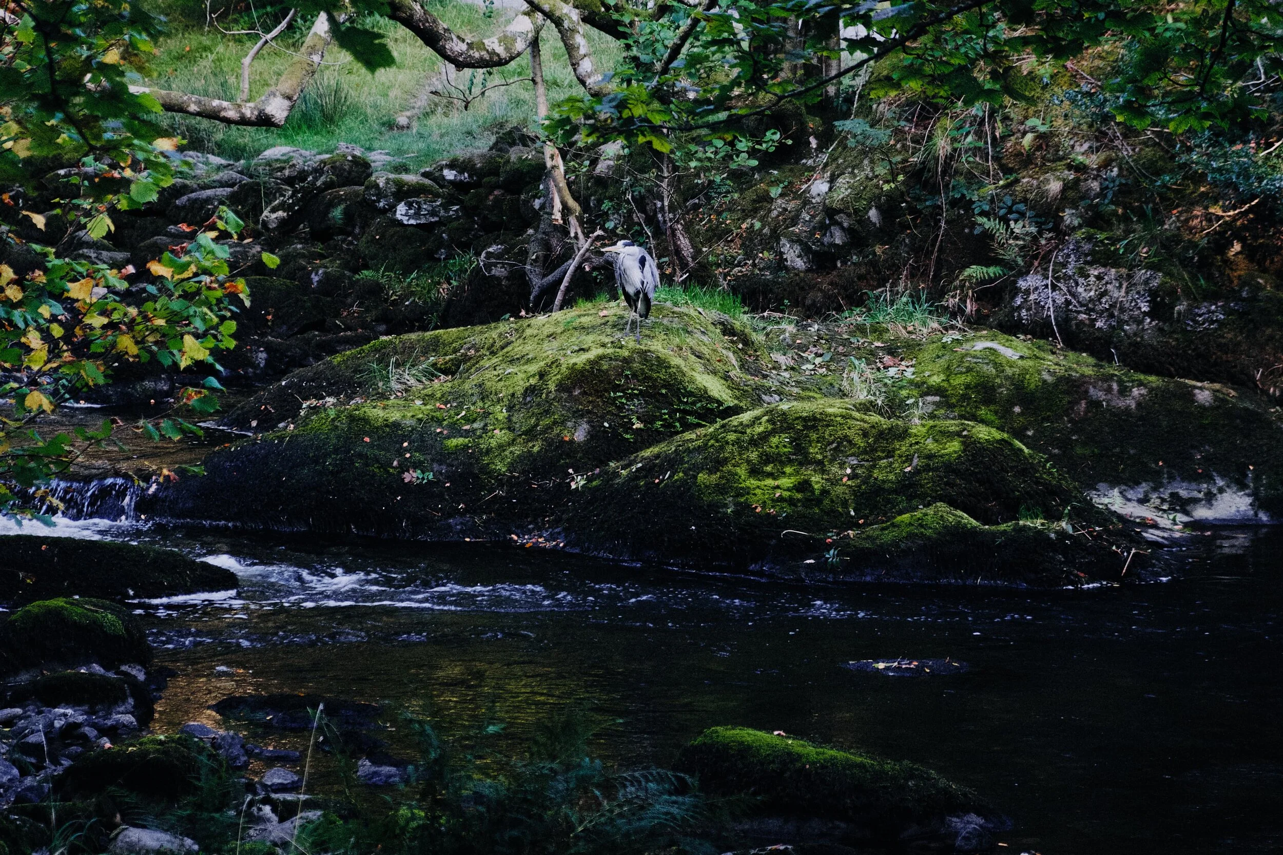  Into the woods alongside the River Rothay we chanced upon a couple of Herons. One of them flew off almost immediately but this one, hunched up, stayed on its perch long enough for me to get this quick snap. 