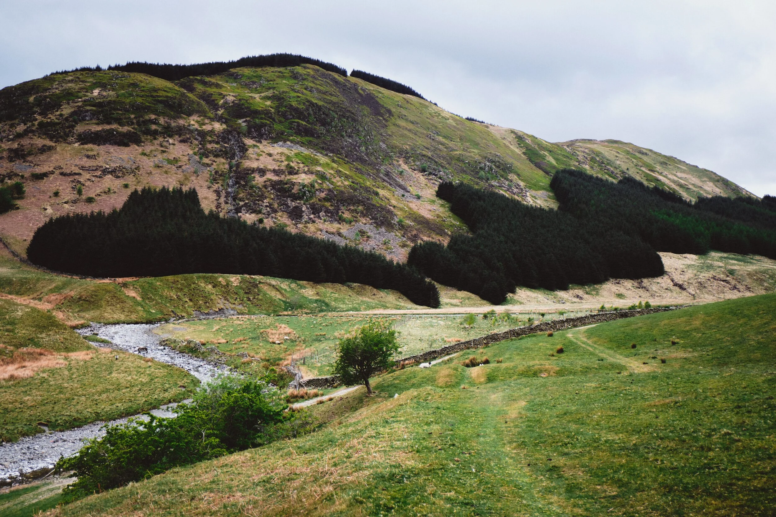  I mostly shot this photograph for the trees on the fell. To me it looks like some ancient woodland god has scribbled her signature across the fell and trees have sprouted in the wake of her pen. 
