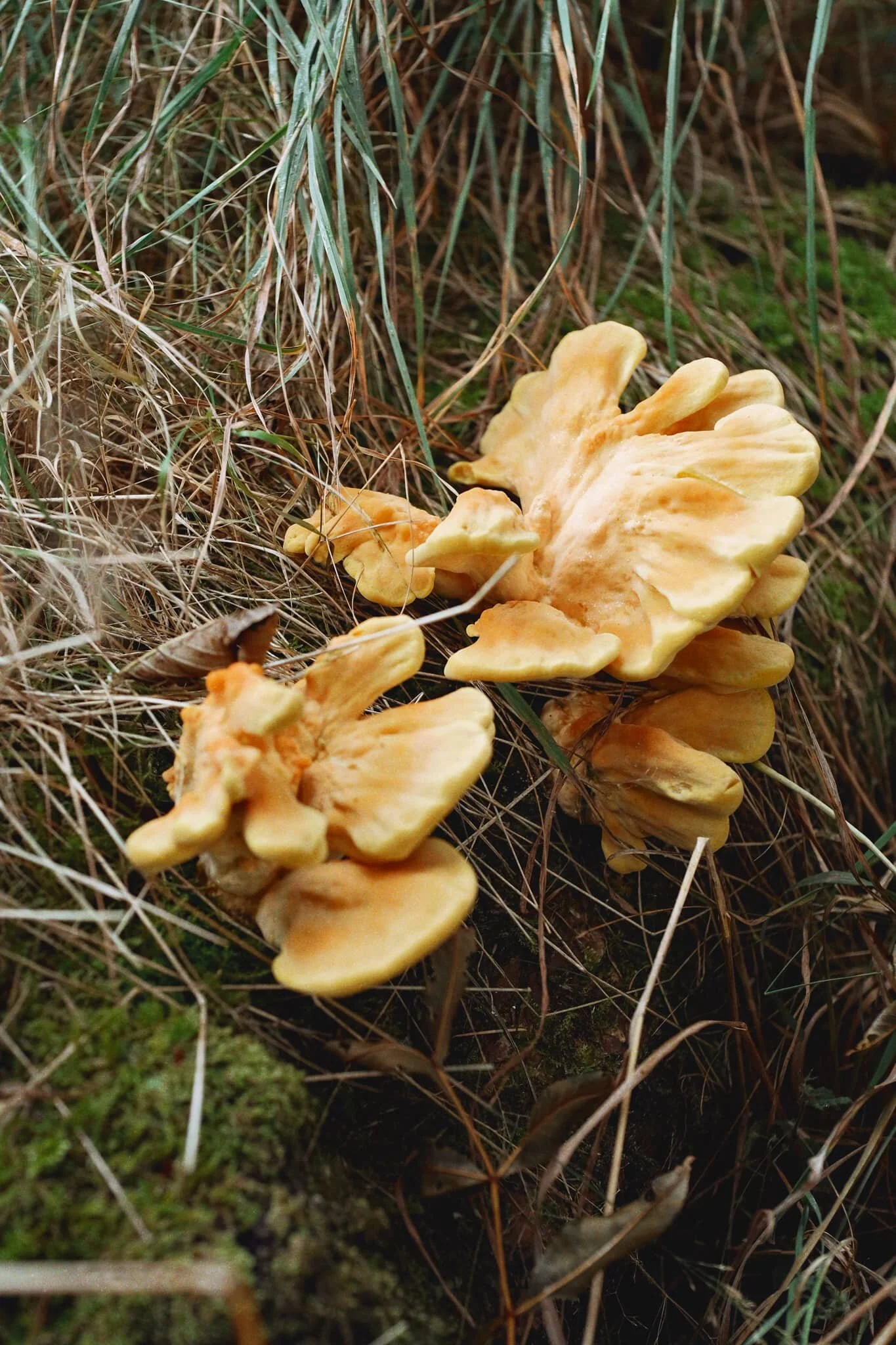  We would&rsquo;ve like to have spotted more fungi, but we did see what I think is known as &ldquo;Chicken of the Woods&rdquo; or—more properly— Laetiporus sulphureus . 