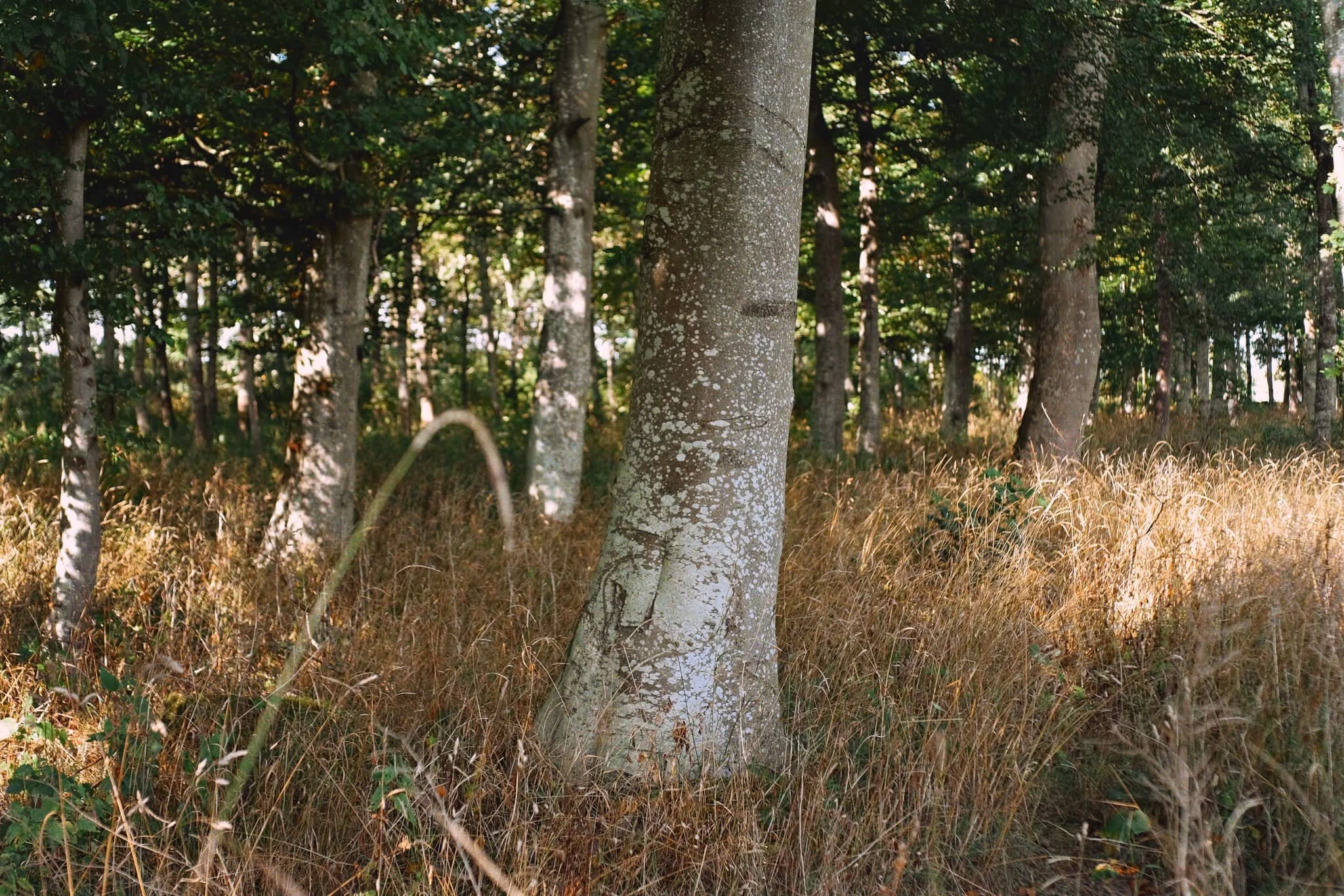  Into the woods near Gillriggs Cover as we make our way towards Askham and ultimately back to Lowther Castle. 