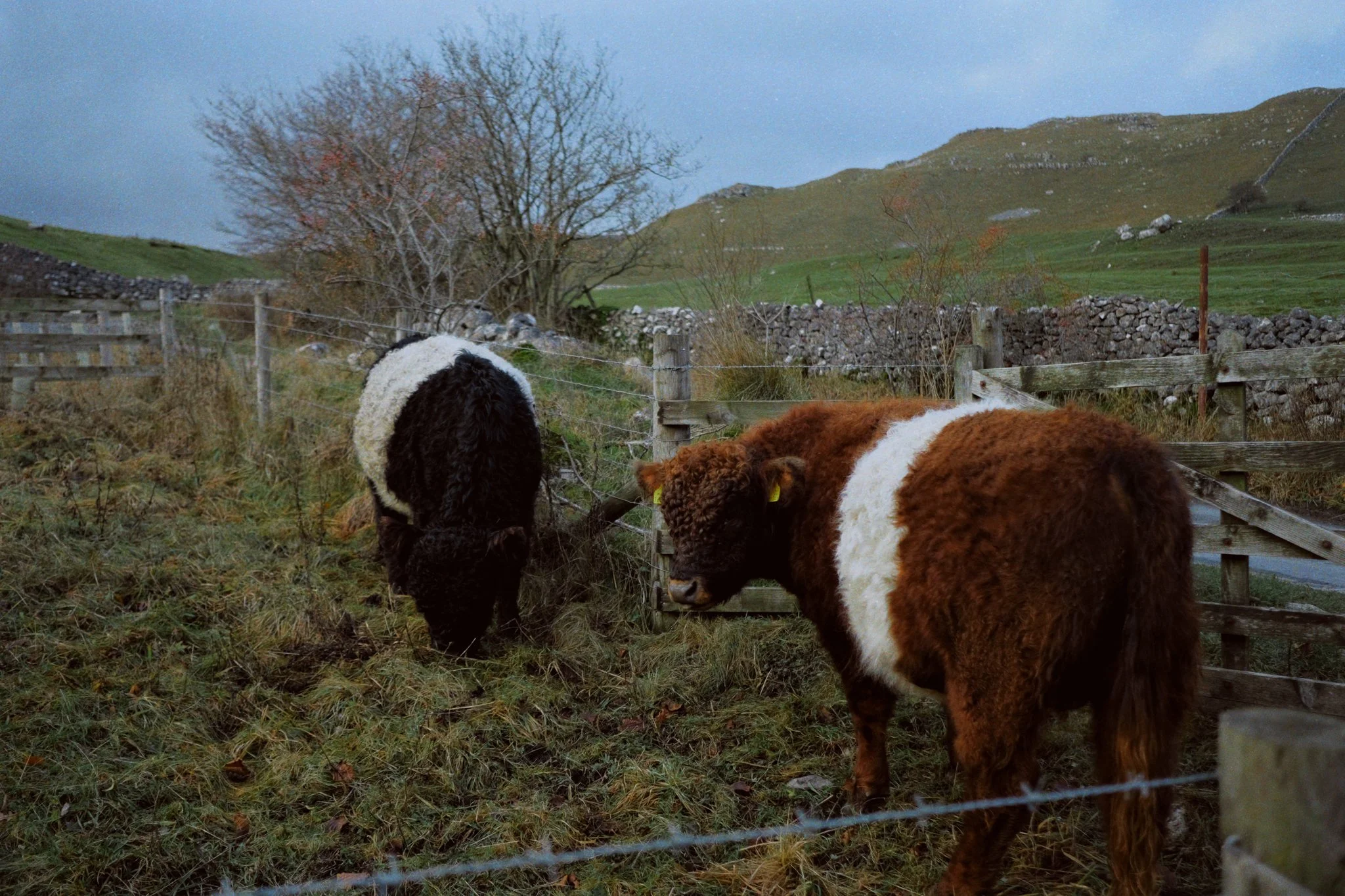  Our final stop of the day was just down the road from Gordale Scar, a small but beautiful waterfall known as Janet&rsquo;s Foss. But first, we had to say hi to some Belted Galloways. 