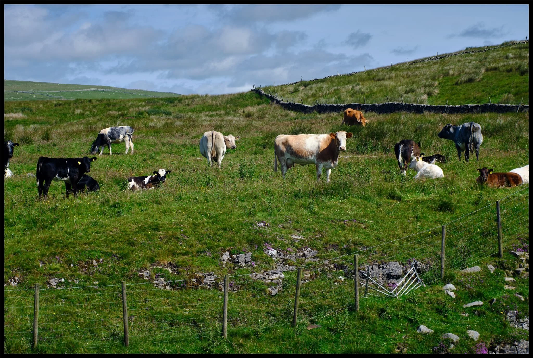  Happy cows staring quizzically at us from across the beck. 