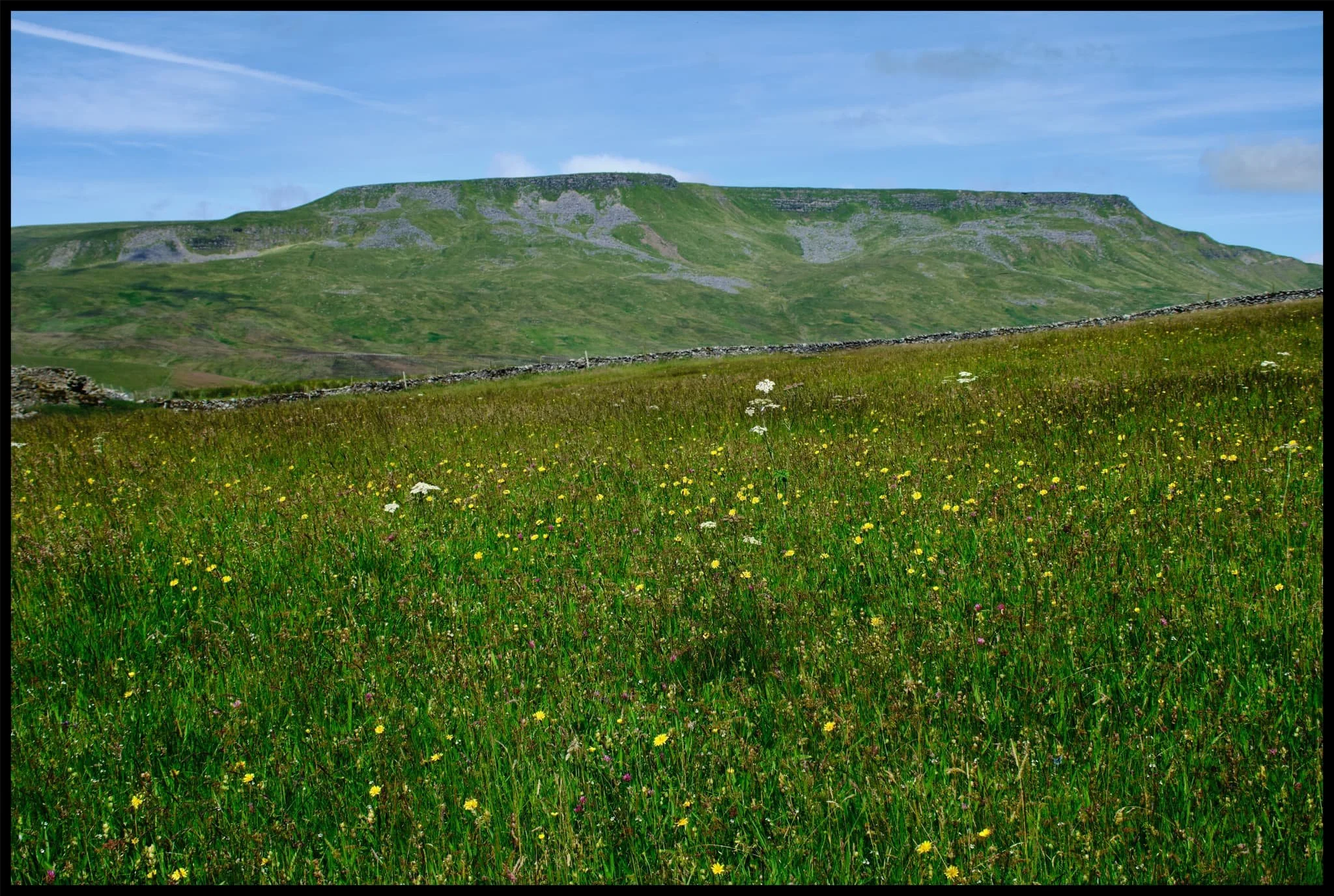  Various parts of the Mallerstang valley have been fenced off from livestock, allowing meadows to flourish full of flowers. 
