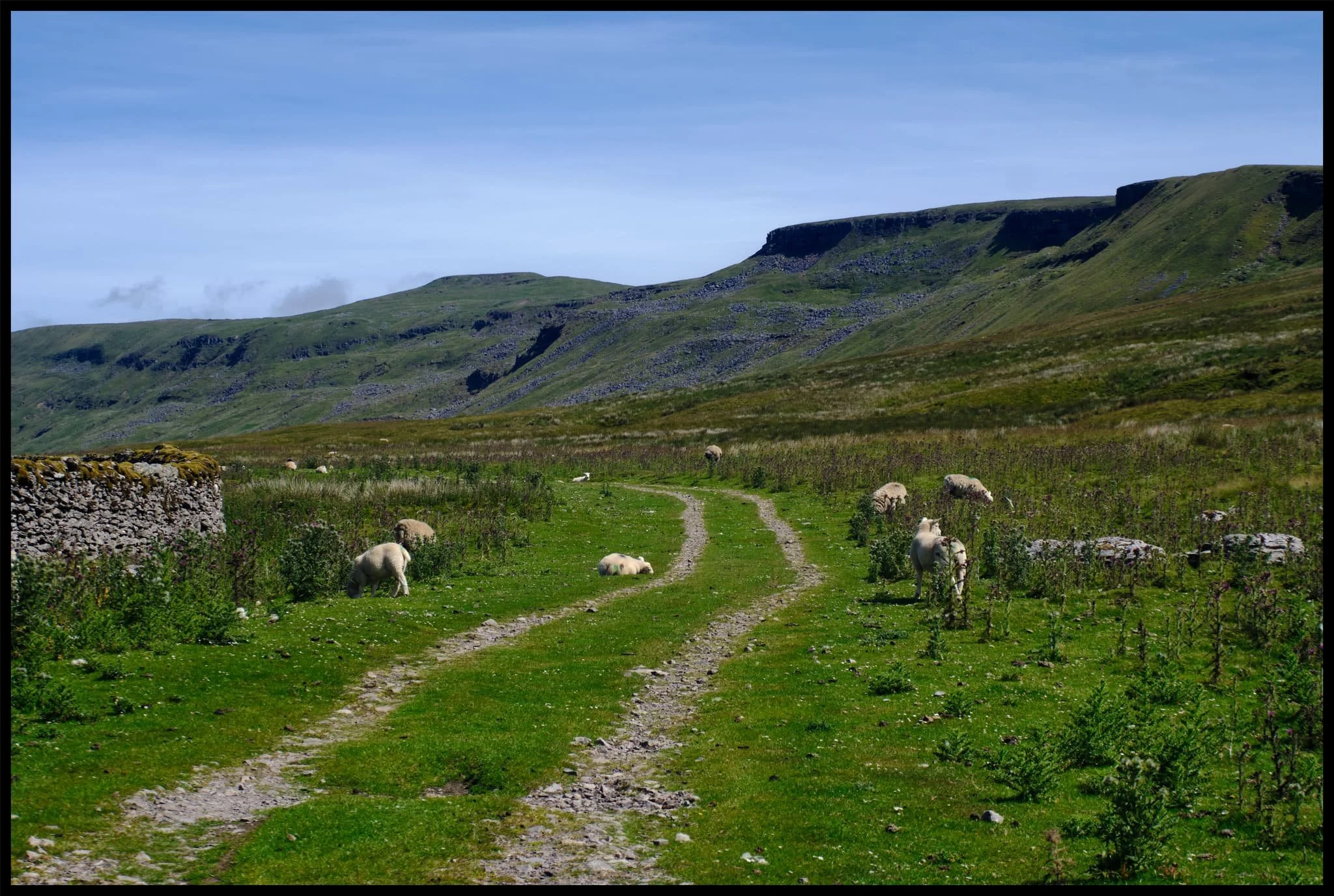  As well as oystercatchers, and plenty of sheep, circling above us were Northern Lapwings ( Vanellus vanellus ), noisily warding us away from their chicks/nest. 