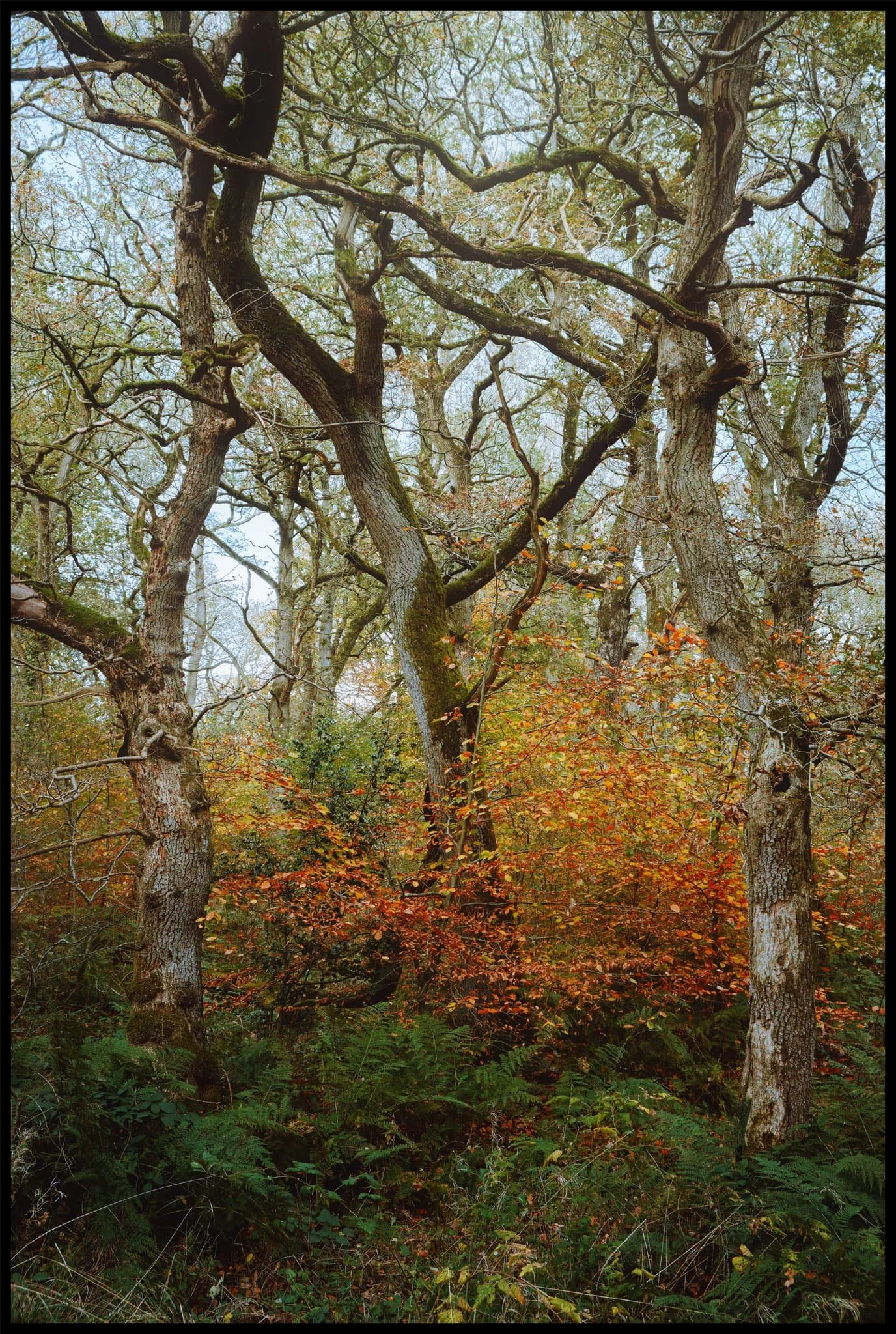  Three gnarly trees entwine and reach to the skies, sheltering the fiery leaves beneath. 
